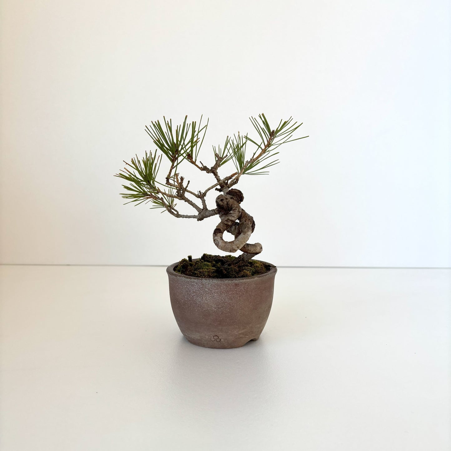 Re‐盆栽/赤松/観葉植物/ミニ盆栽