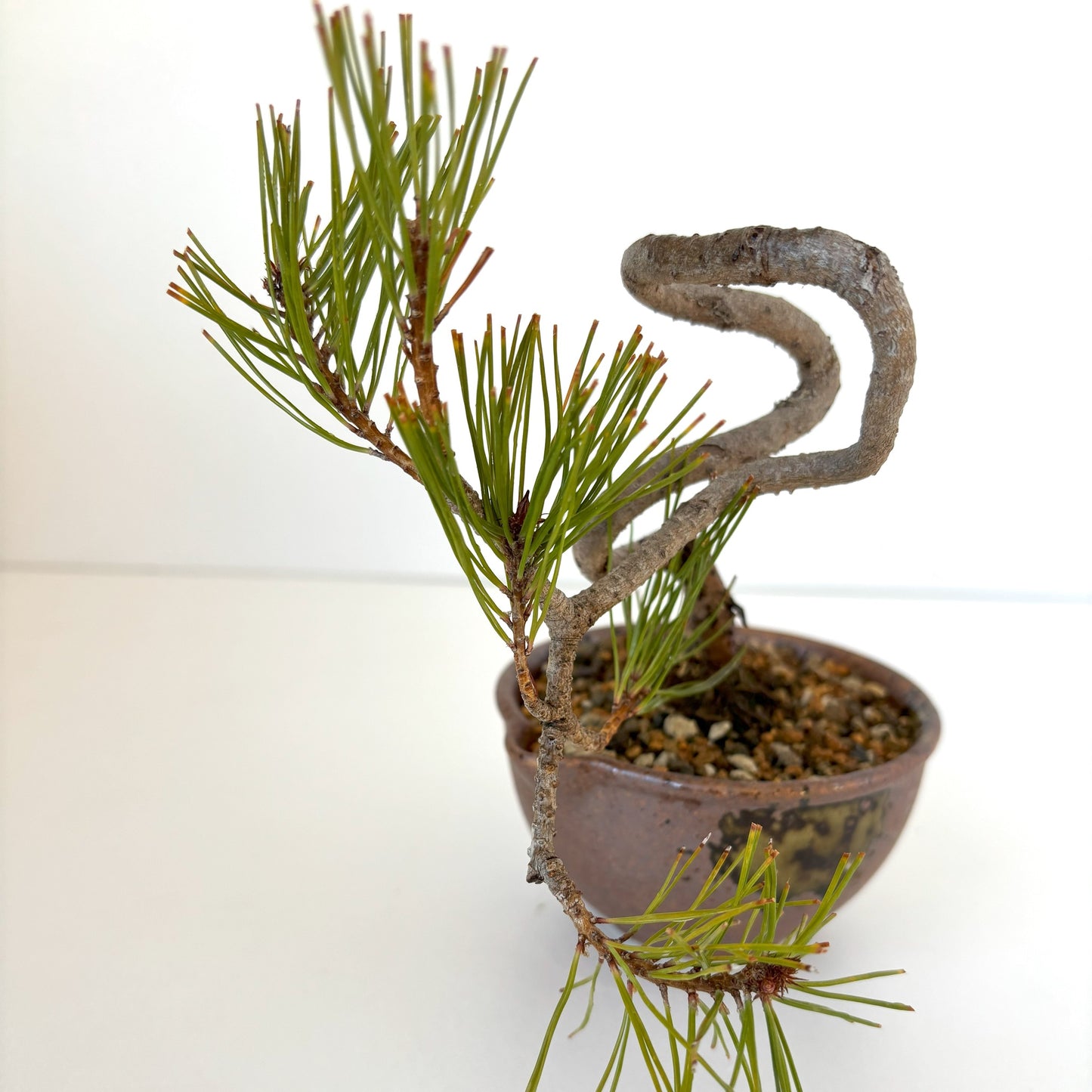 Re‐盆栽/赤松/観葉植物/リユース鉢/ミニ盆栽