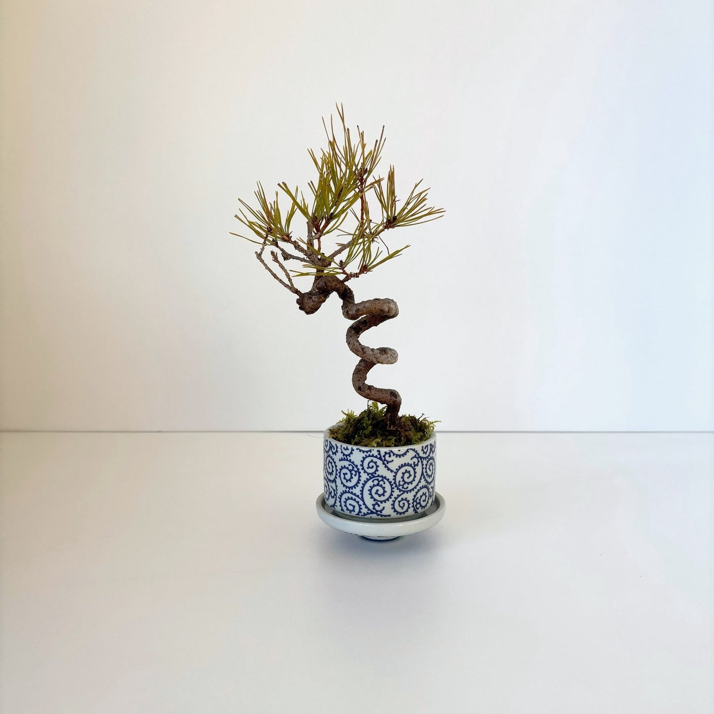 Re‐盆栽/赤松/観葉植物/リユース鉢/ミニ盆栽