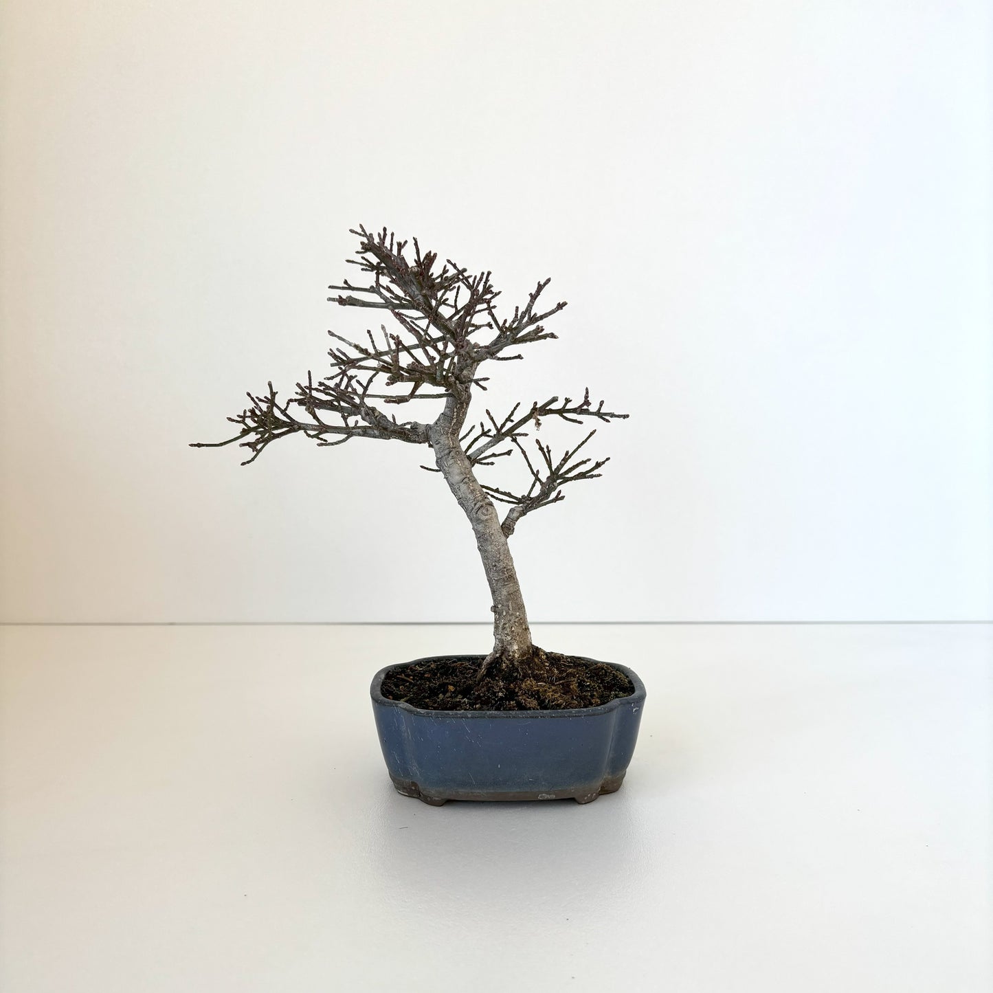 Re‐盆栽/小まゆみ/観葉植物/ミニ盆栽