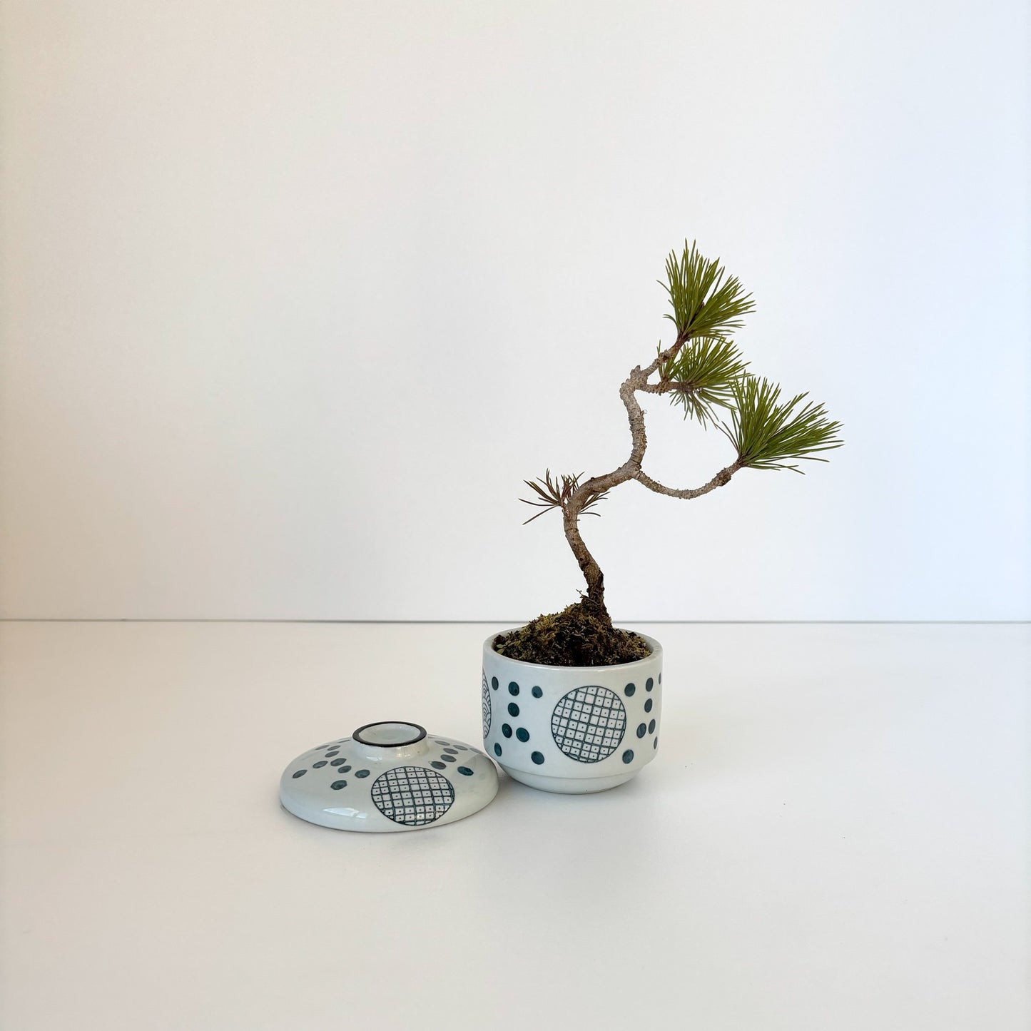 Re‐盆栽/赤松/観葉植物/リユース鉢/ミニ盆栽
