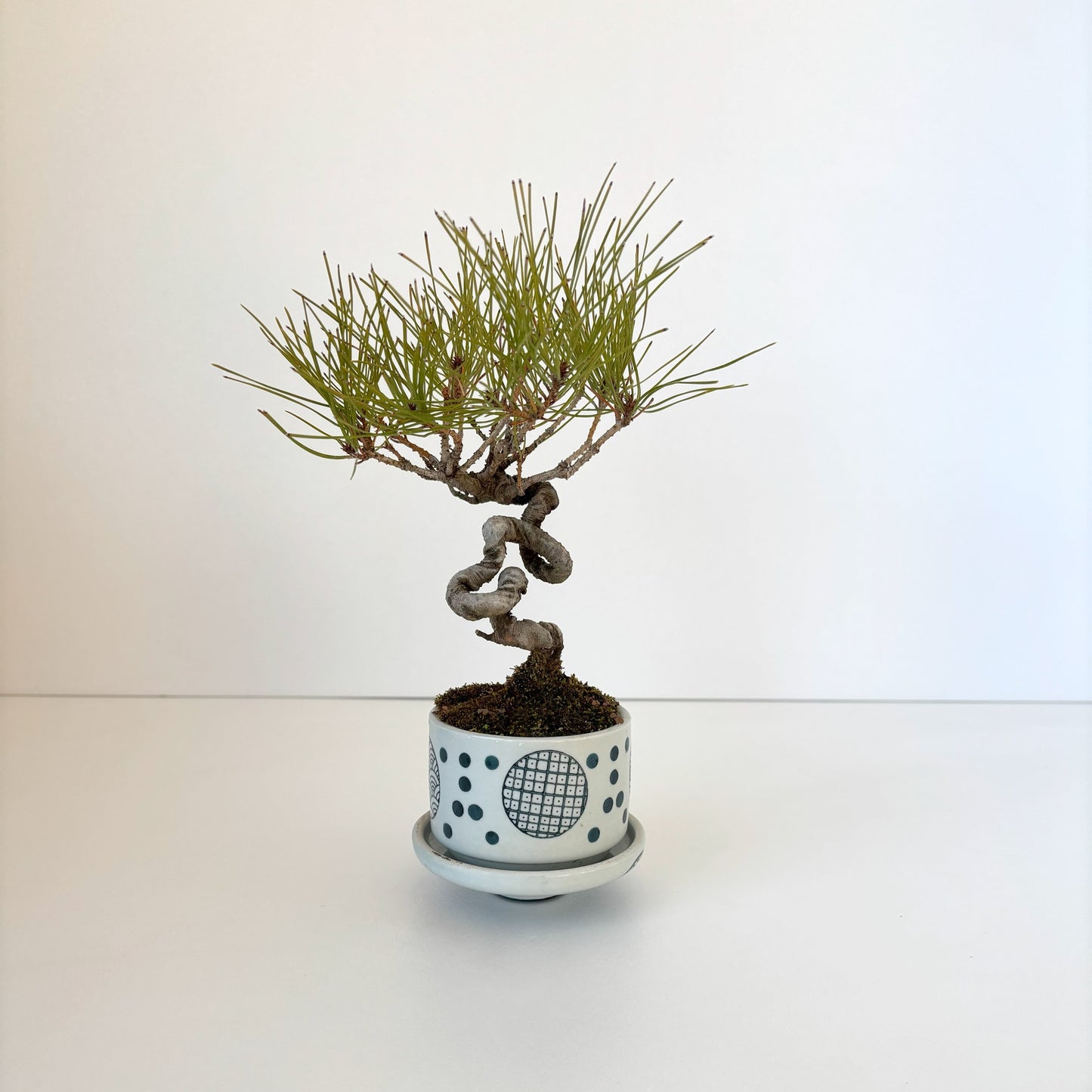 Re‐盆栽/赤松/観葉植物/リユース鉢/ミニ盆栽