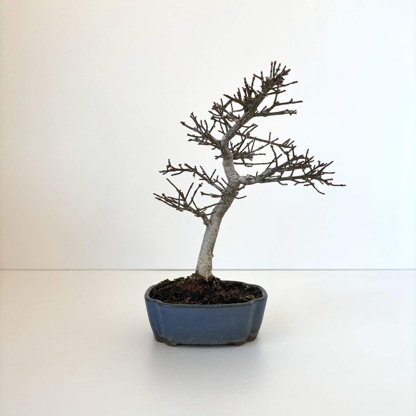 Re‐盆栽/小まゆみ/観葉植物/ミニ盆栽