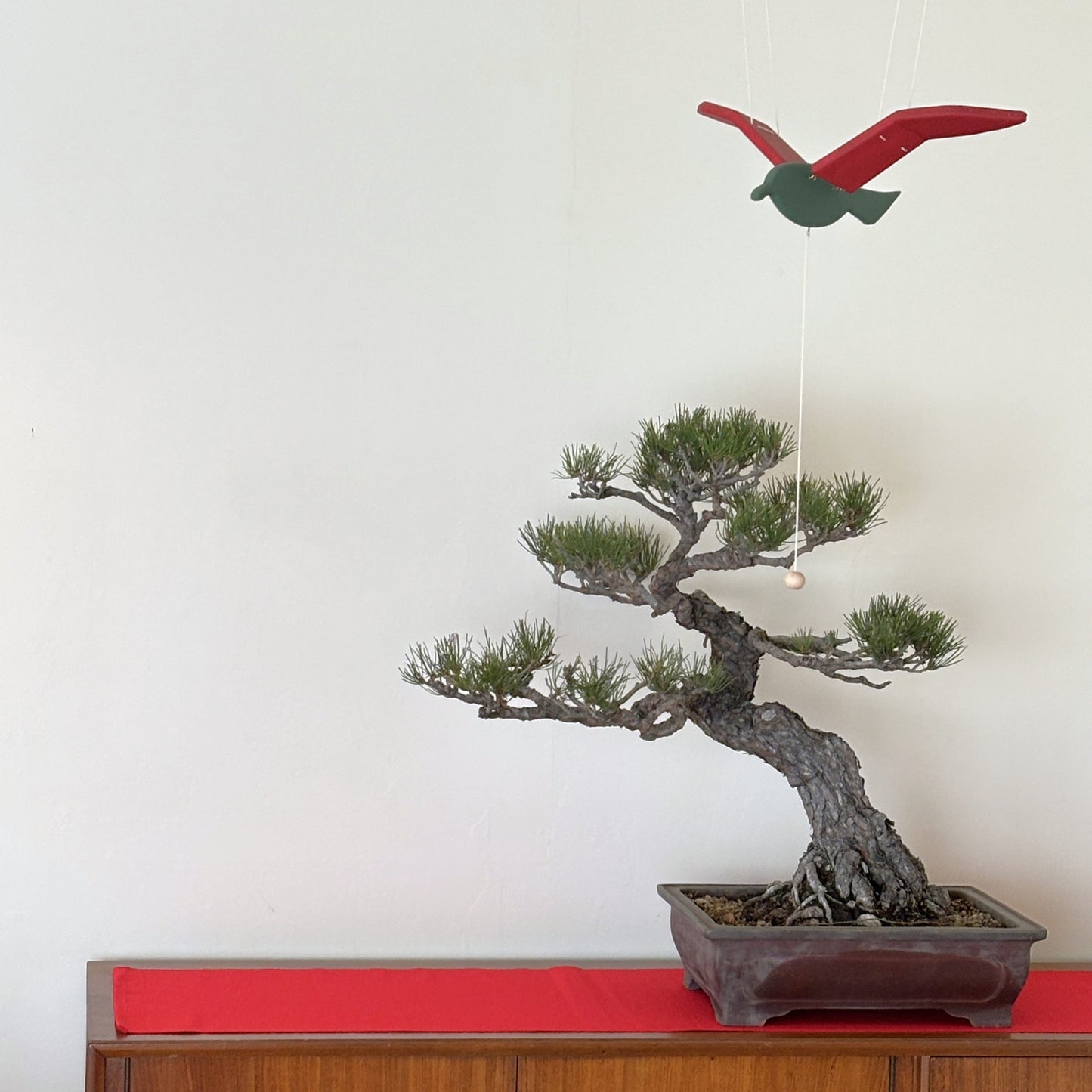 赤松の盆栽|風格ある曲幹の大型盆栽(一点物)