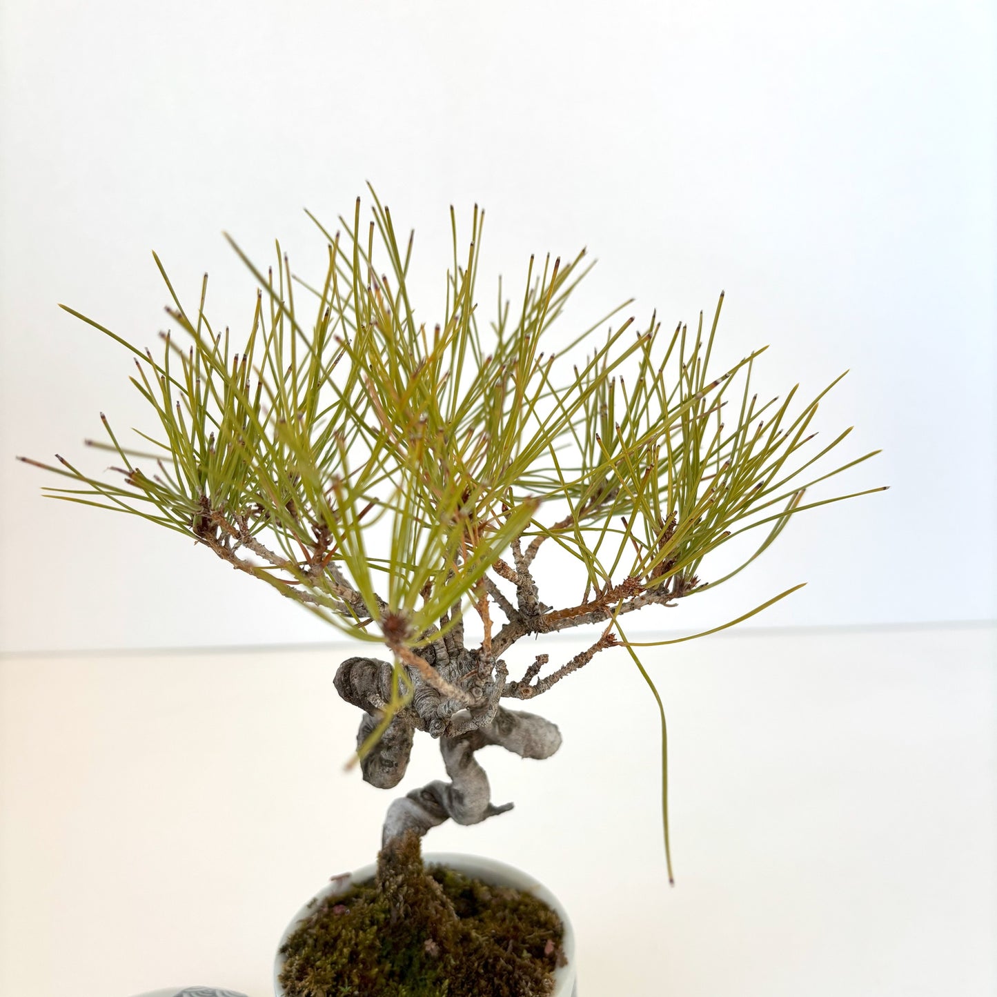 Re‐盆栽/赤松/観葉植物/リユース鉢/ミニ盆栽