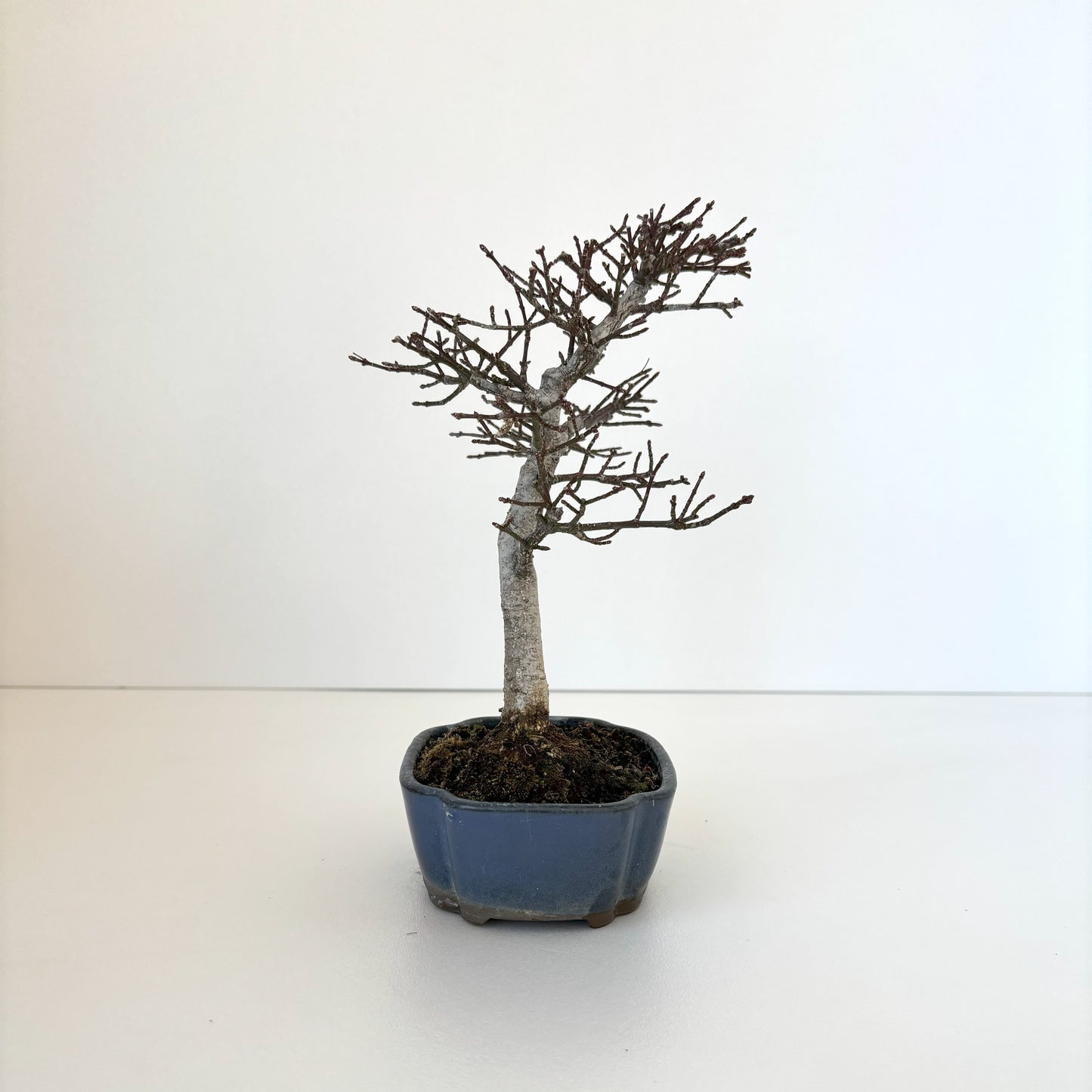 Re‐盆栽/小まゆみ/観葉植物/ミニ盆栽