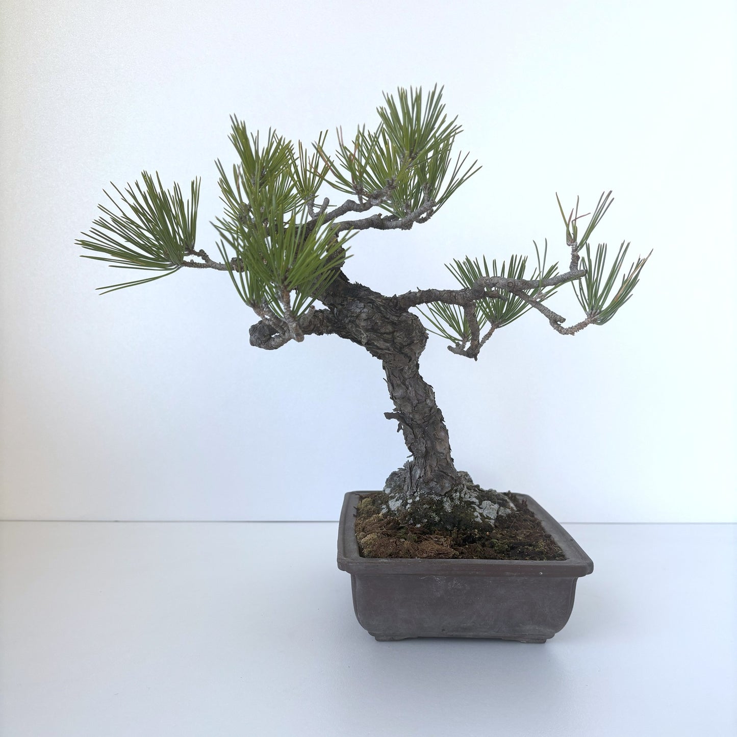 黒松の盆栽|風格ある曲幹の松盆栽(一点物)