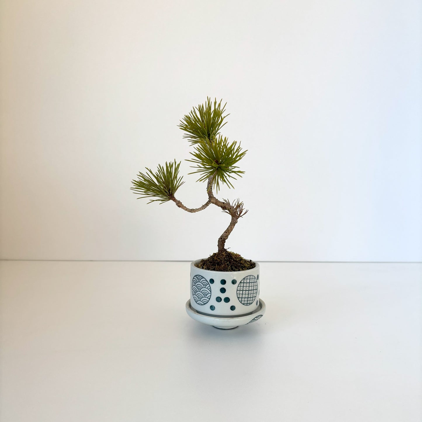 Re‐盆栽/赤松/観葉植物/リユース鉢/ミニ盆栽