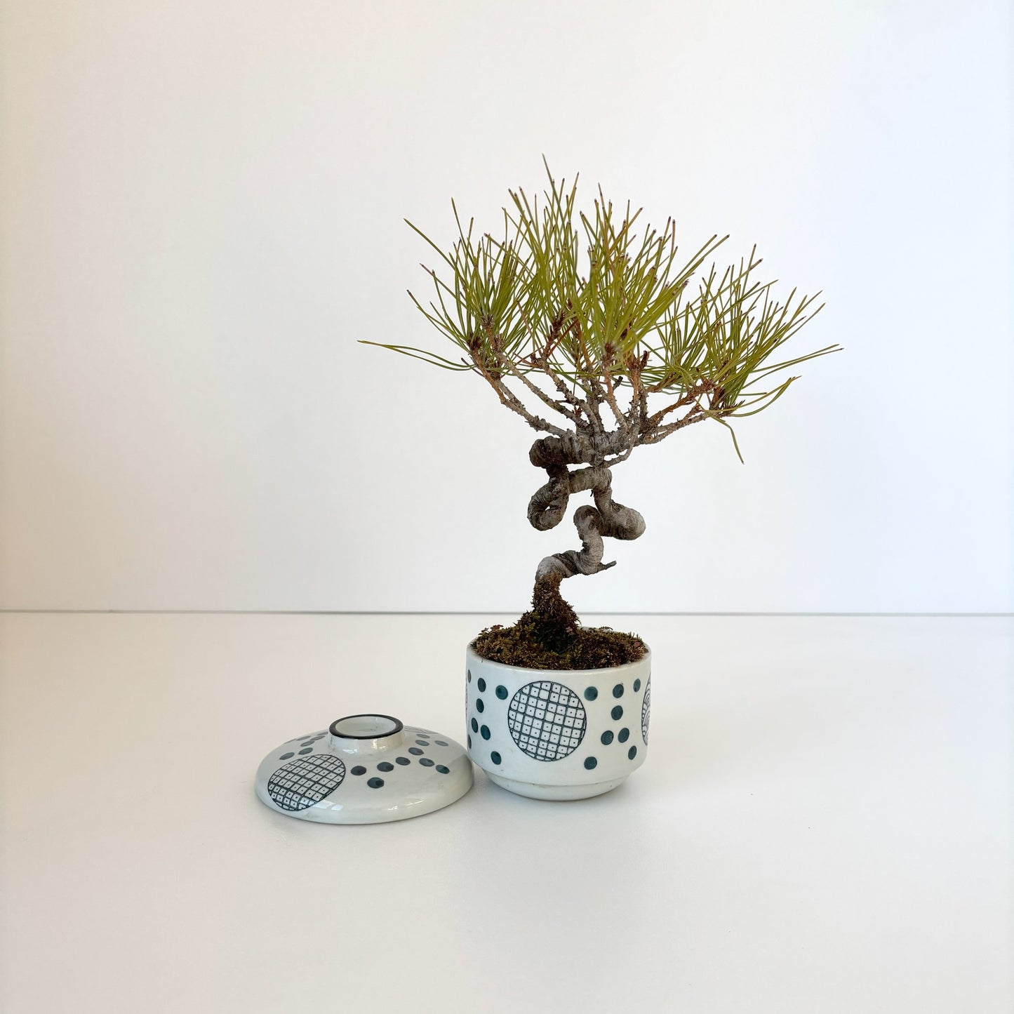 Re‐盆栽/赤松/観葉植物/リユース鉢/ミニ盆栽