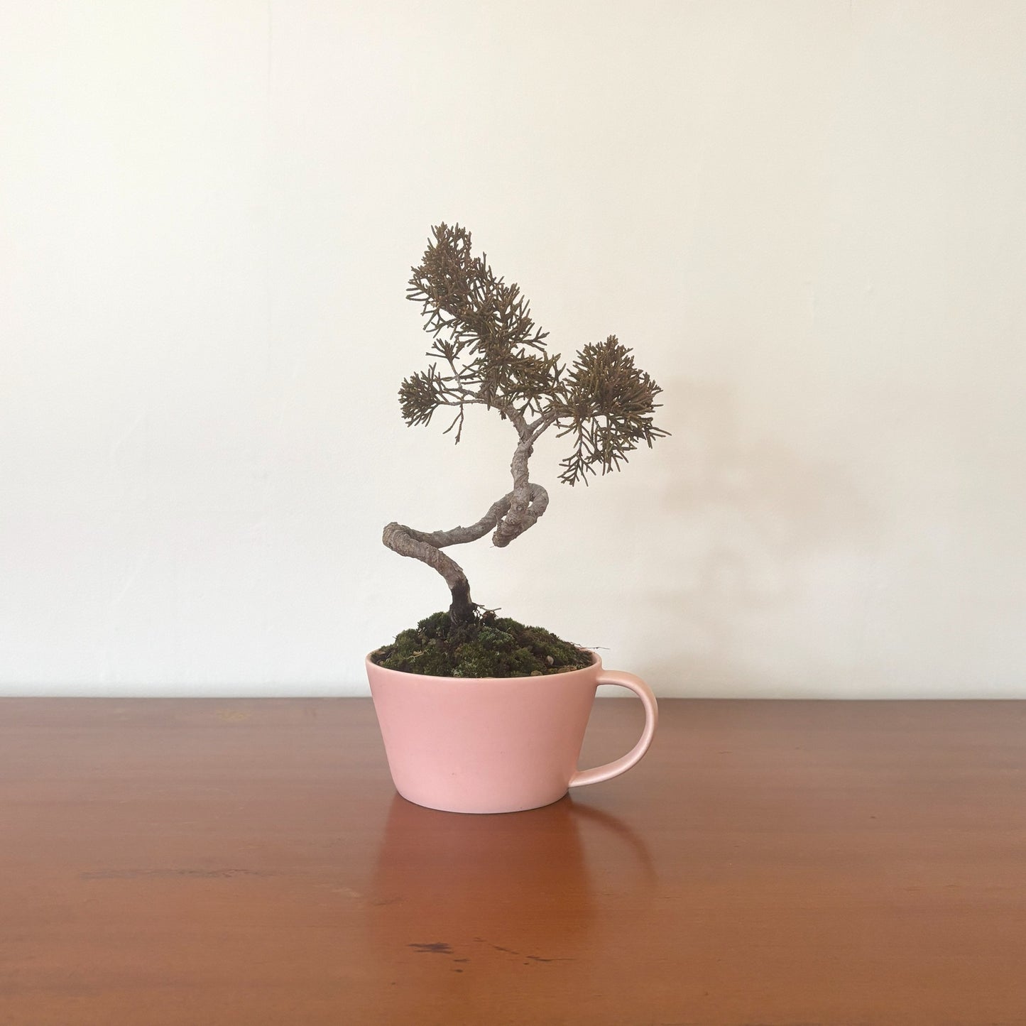 Re-盆栽/真柏(しんぱく)/リユース鉢/観葉植物/ミニ盆栽