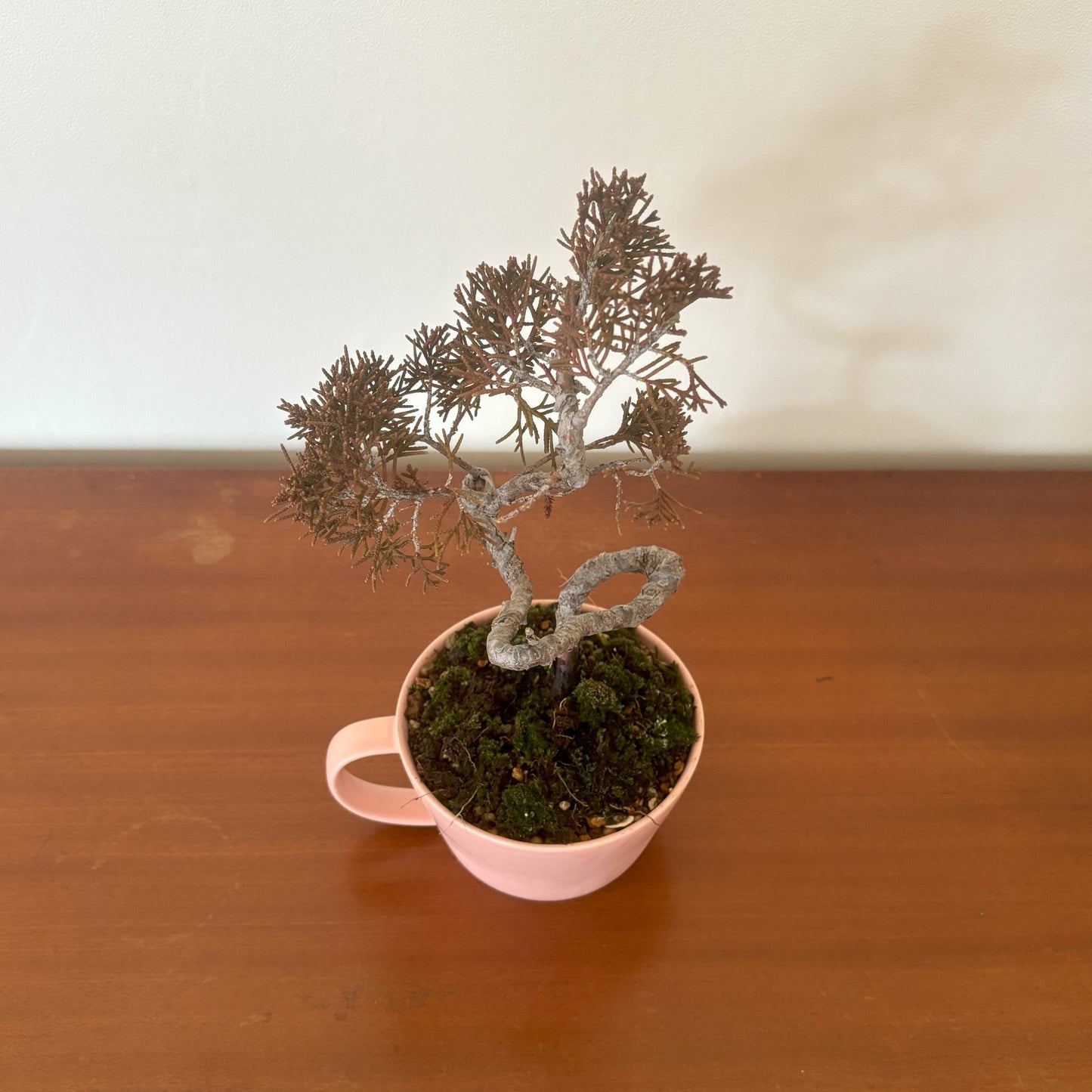 Re-盆栽/真柏(しんぱく)/リユース鉢/観葉植物/ミニ盆栽