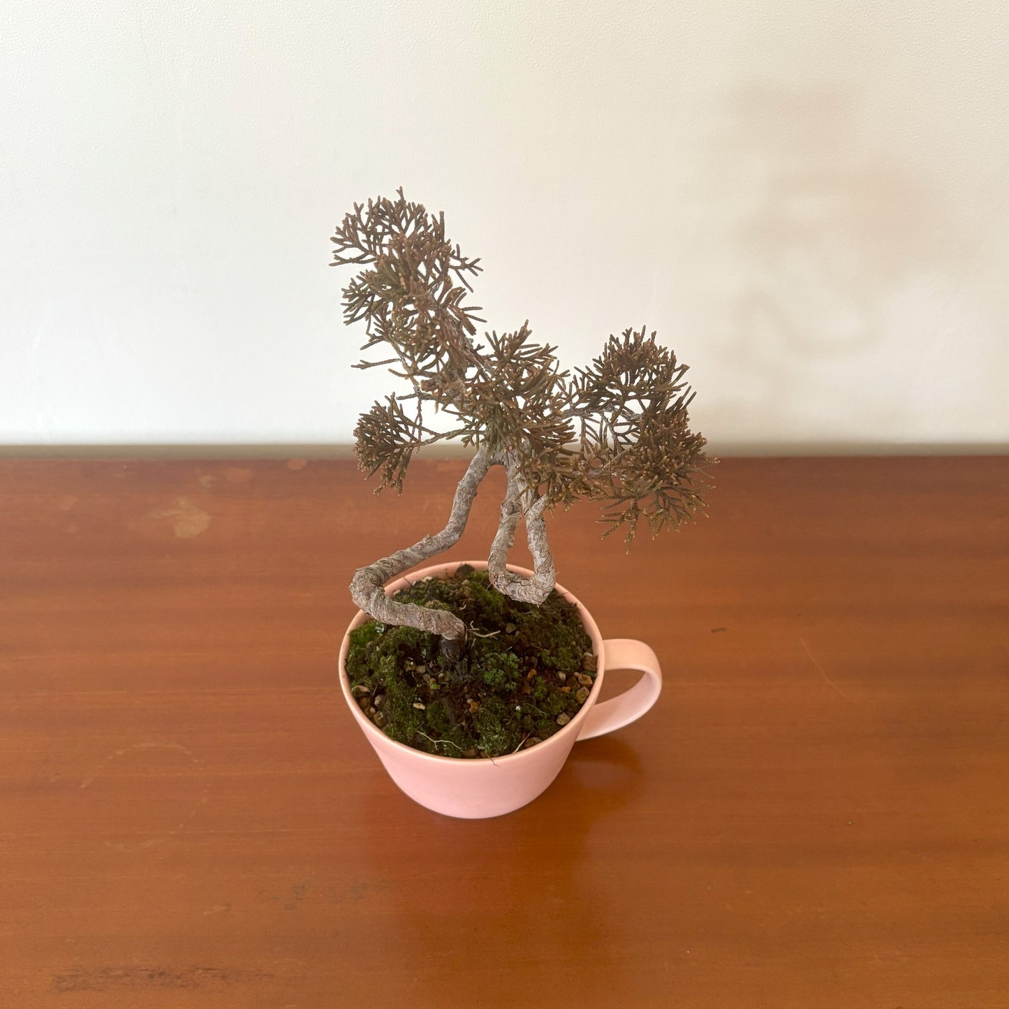 Re-盆栽/真柏(しんぱく)/リユース鉢/観葉植物/ミニ盆栽