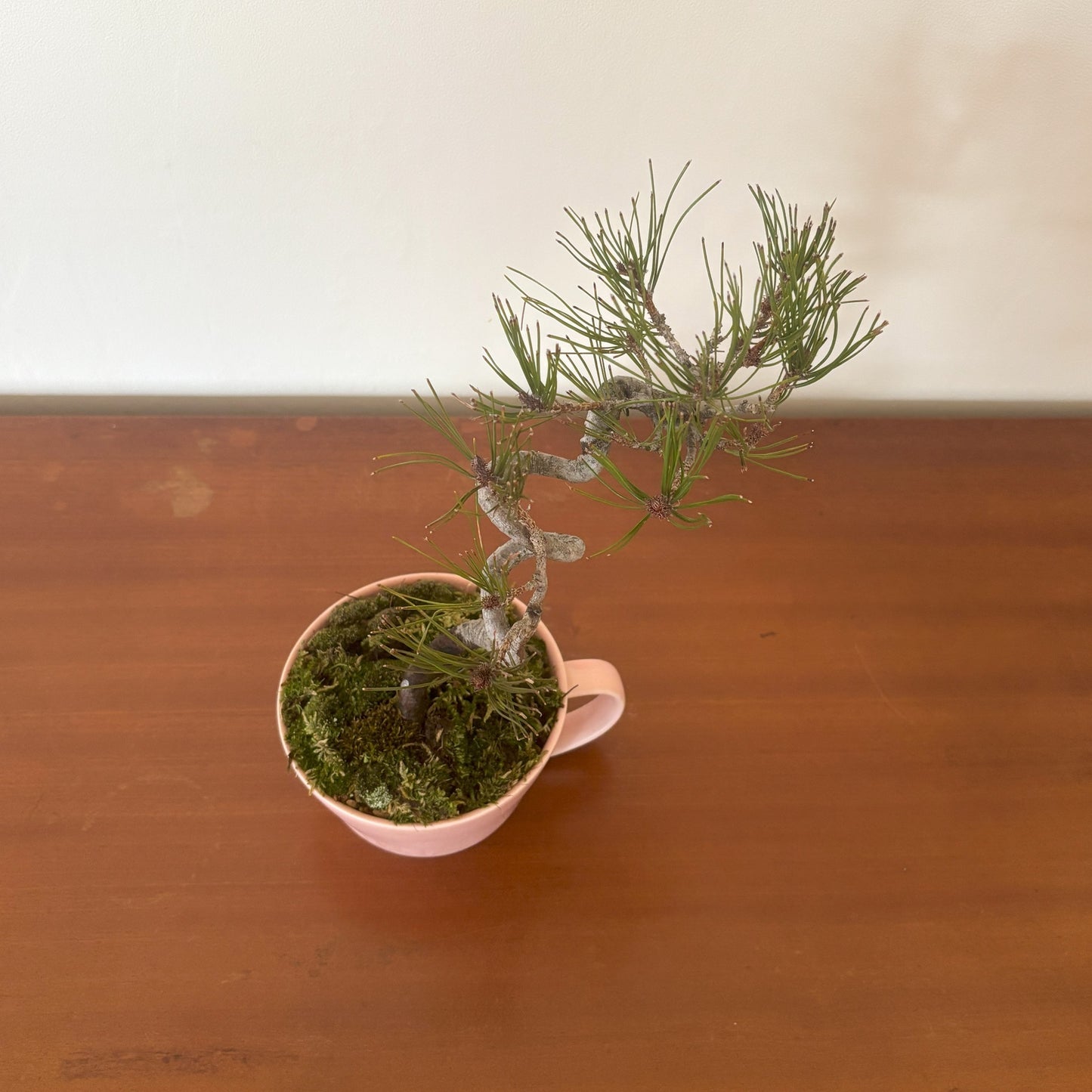 5.Re-盆栽/赤松/リユース鉢/観葉植物/ミニ盆栽