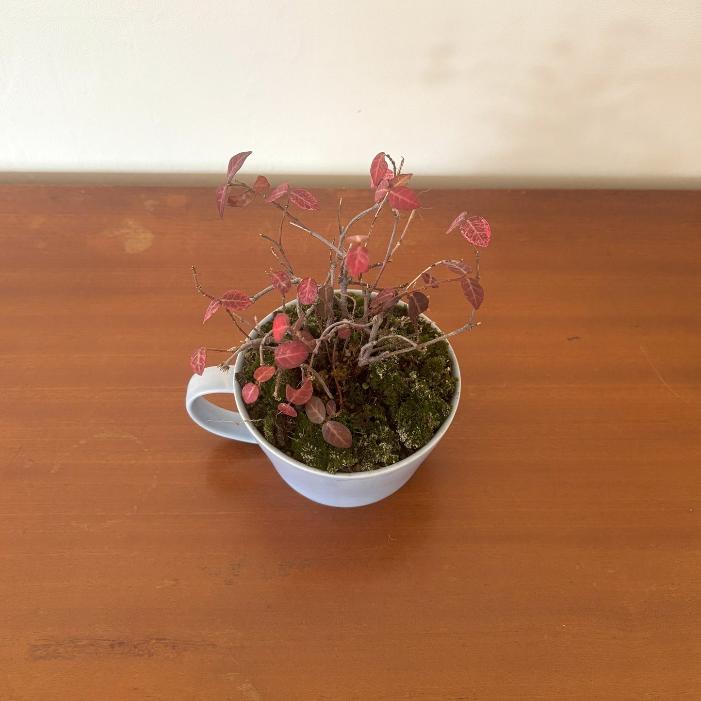 Re-盆栽/初雪かずら/リユース鉢/観葉植物/ミニ盆栽