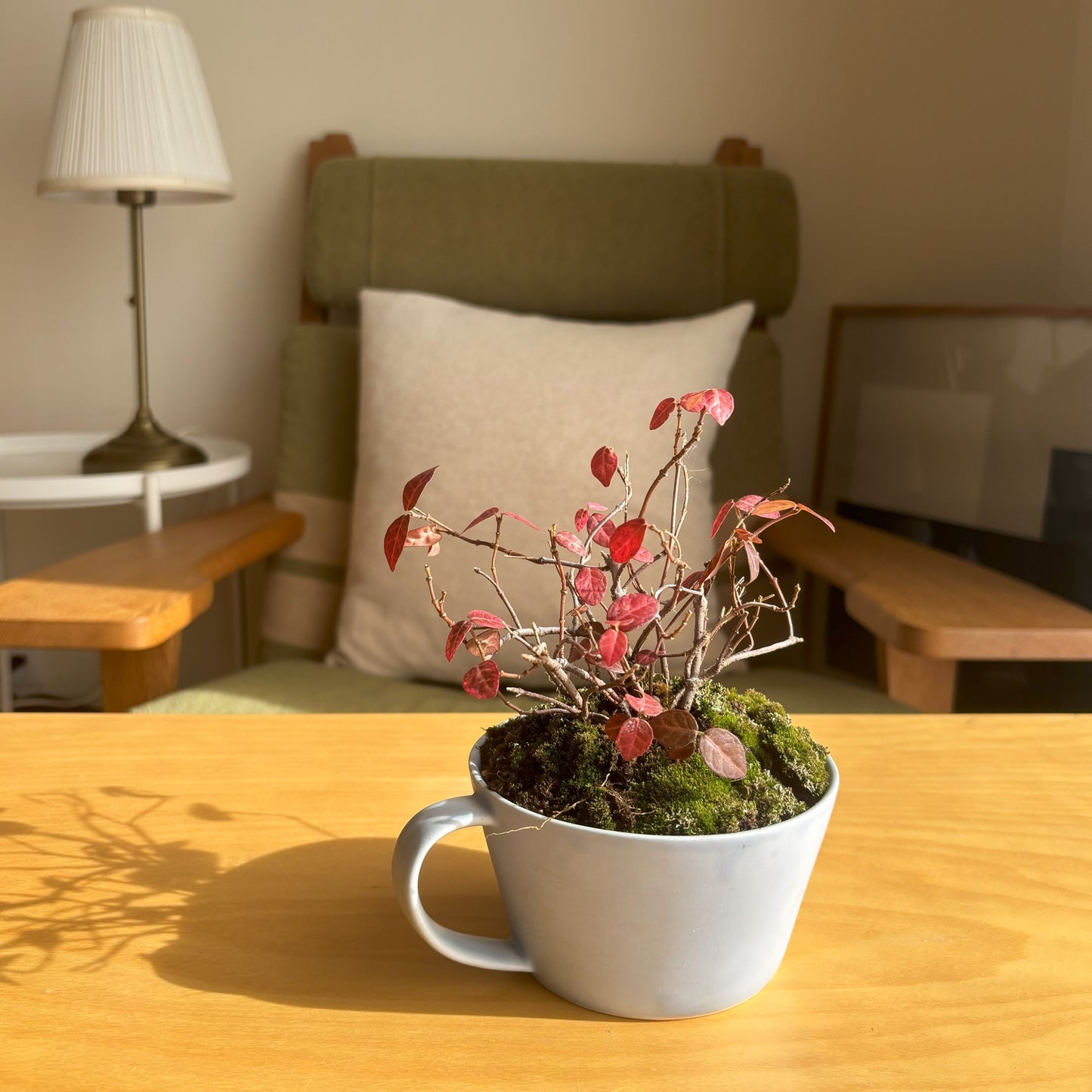Re-盆栽/初雪かずら/リユース鉢/観葉植物/ミニ盆栽
