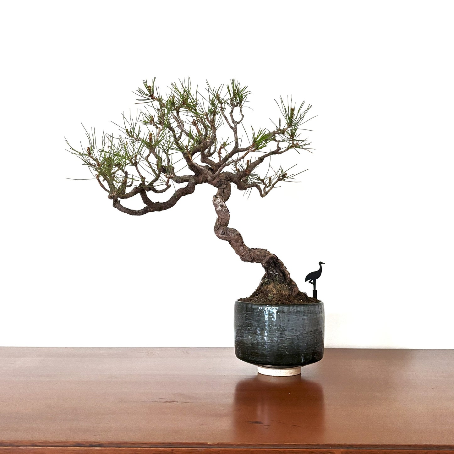 Re-盆栽 b10y/赤松/観葉植物/BONSAI/Pine