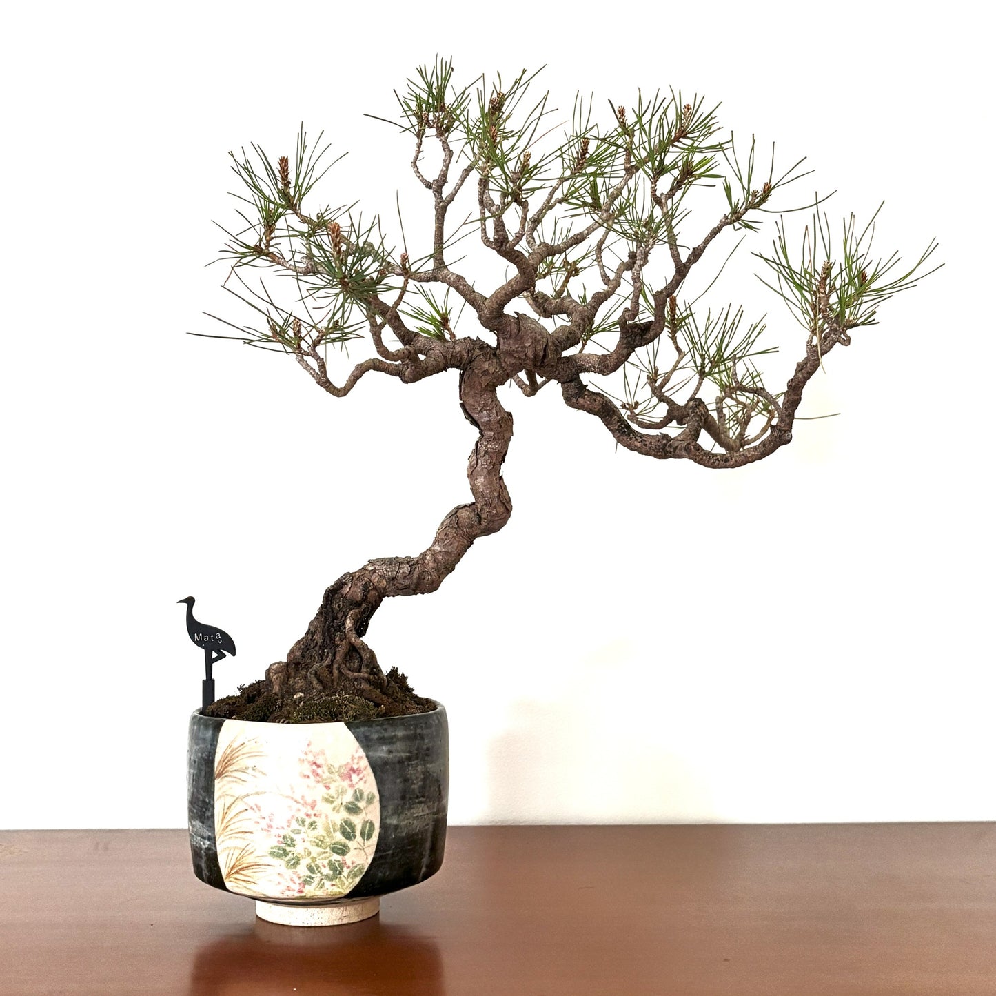 Re-盆栽 b10y/赤松/観葉植物/BONSAI/Pine