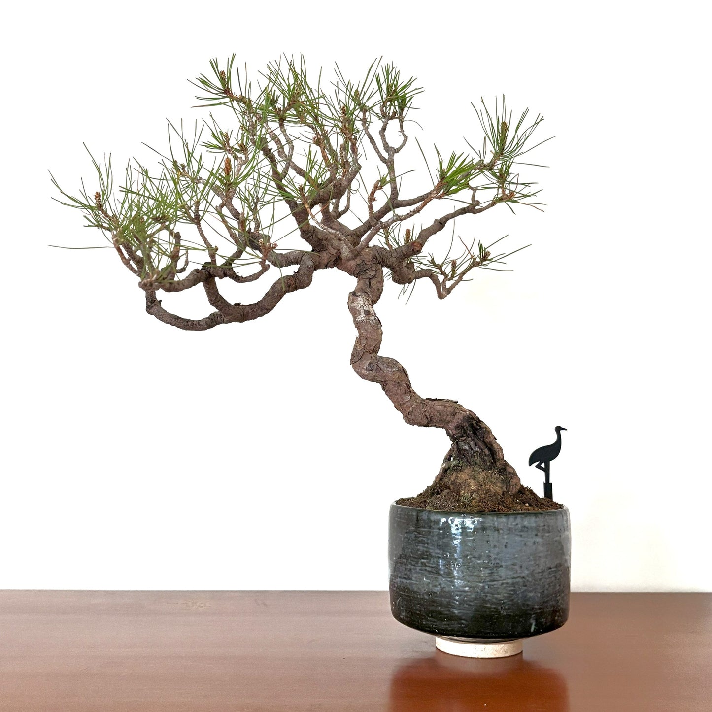 Re-盆栽 b10y/赤松/観葉植物/BONSAI/Pine