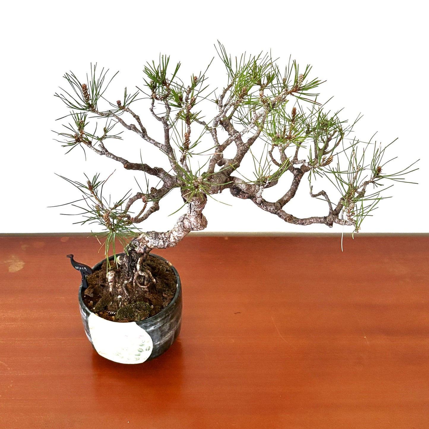 Re-盆栽 b10y/赤松/観葉植物/BONSAI/Pine