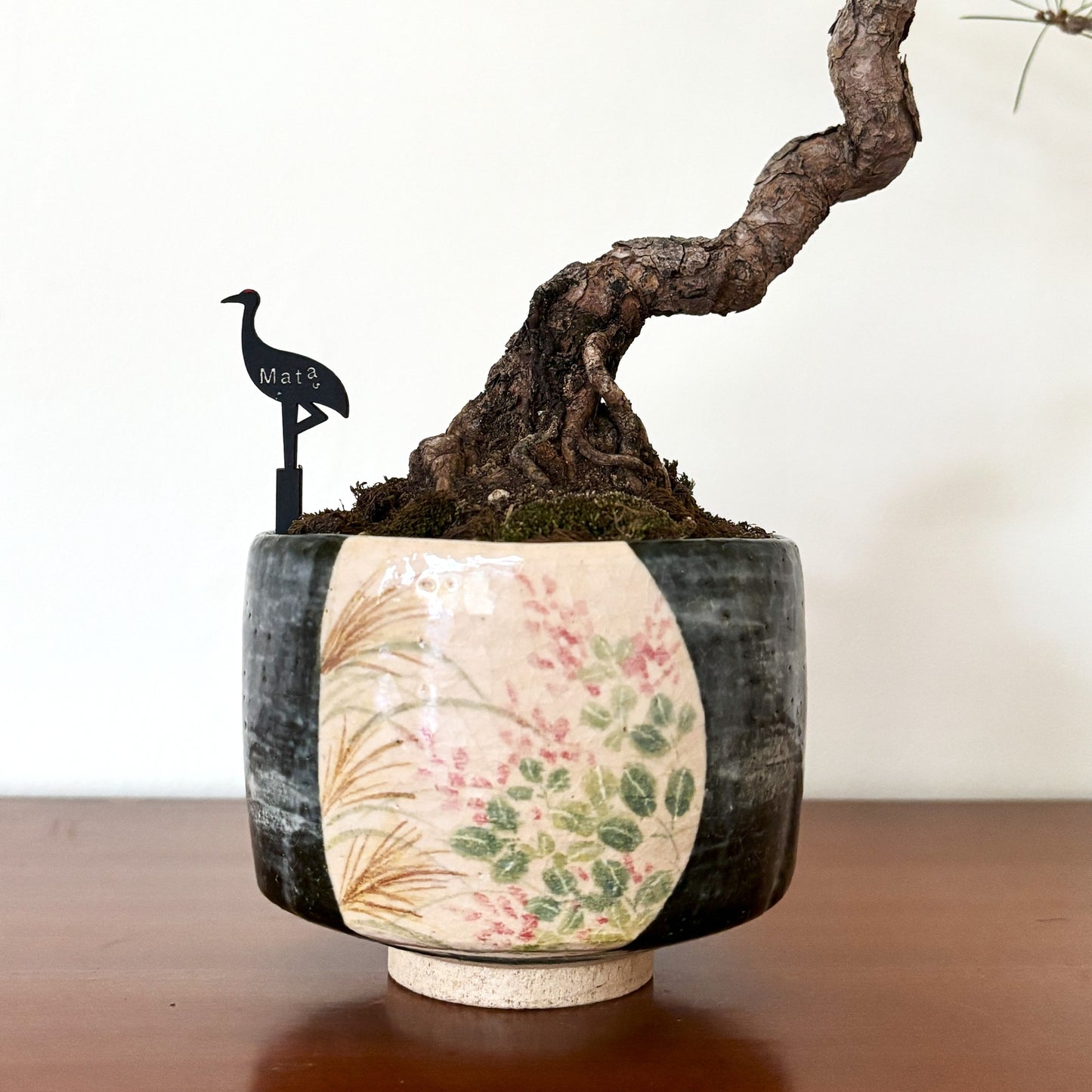 Re-盆栽 b10y/赤松/観葉植物/BONSAI/Pine