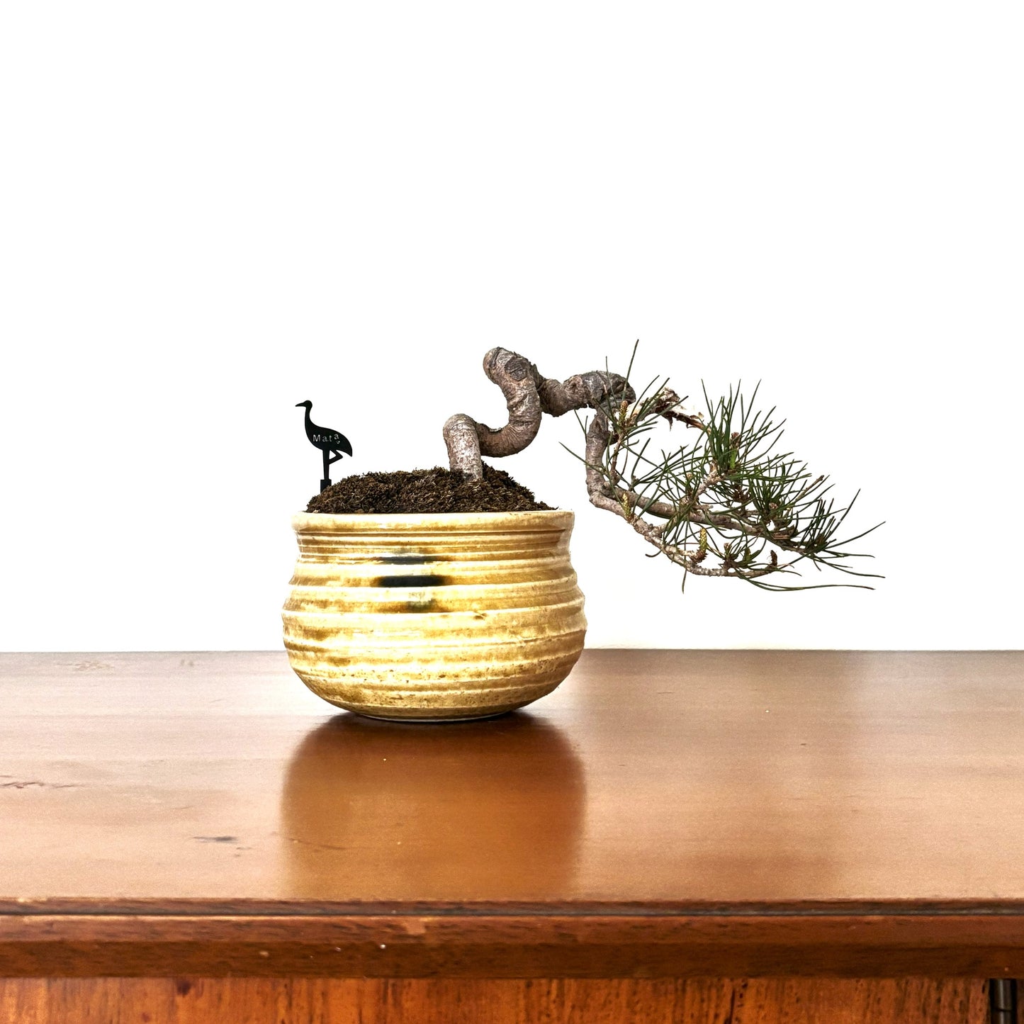 Re-盆栽 b4y/赤松/懸崖/観葉植物/BONSAI/Pine