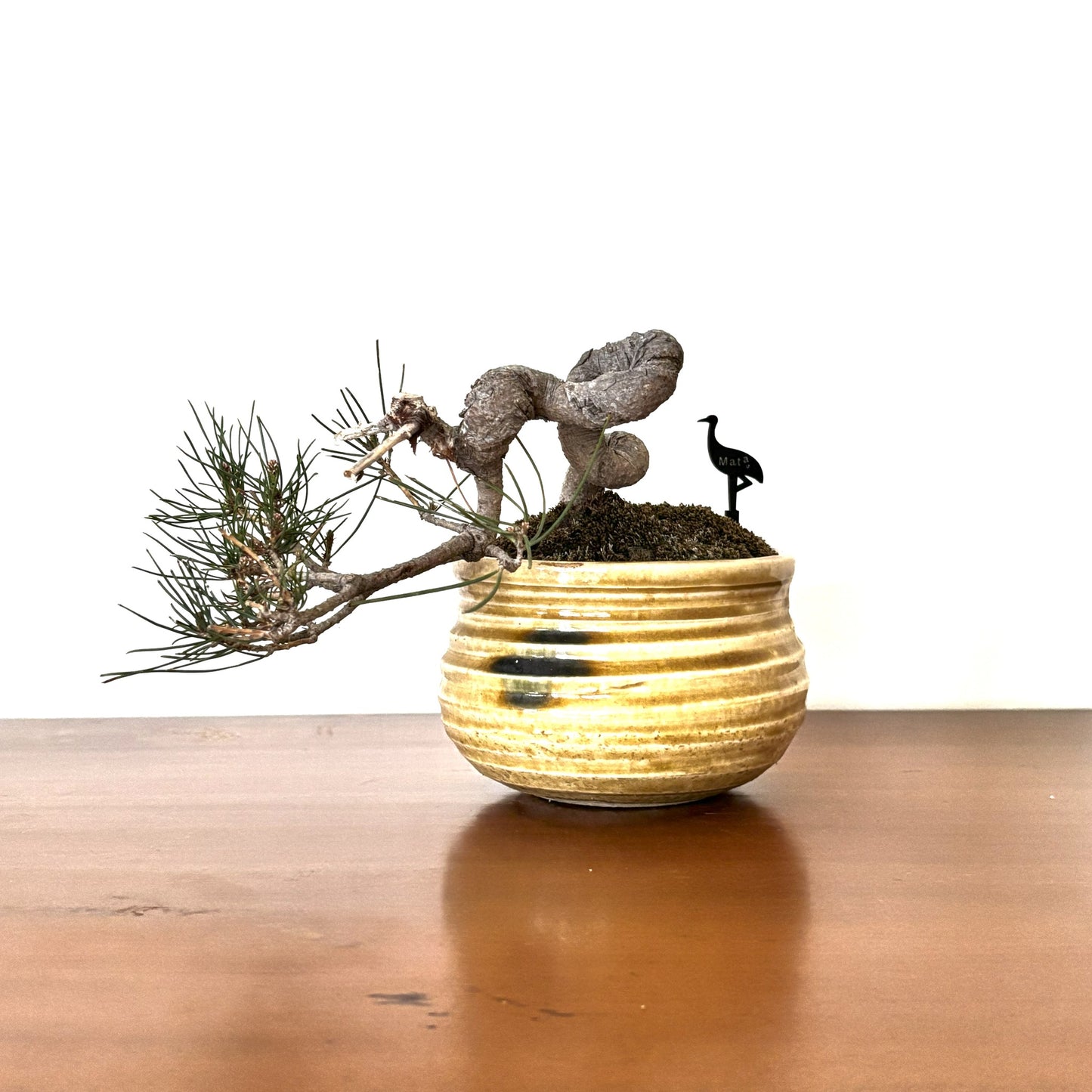 Re-盆栽 b4y/赤松/懸崖/観葉植物/BONSAI/Pine