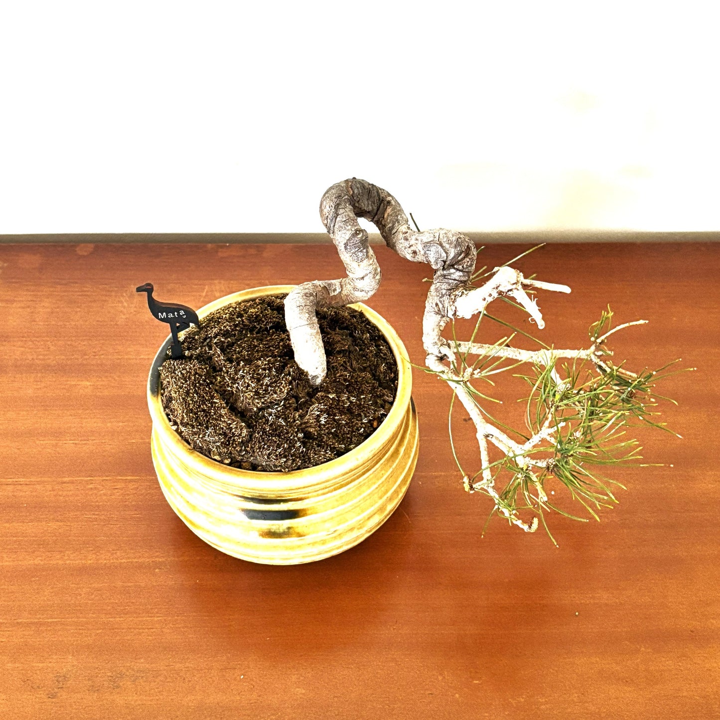 Re-盆栽 b4y/赤松/懸崖/観葉植物/BONSAI/Pine