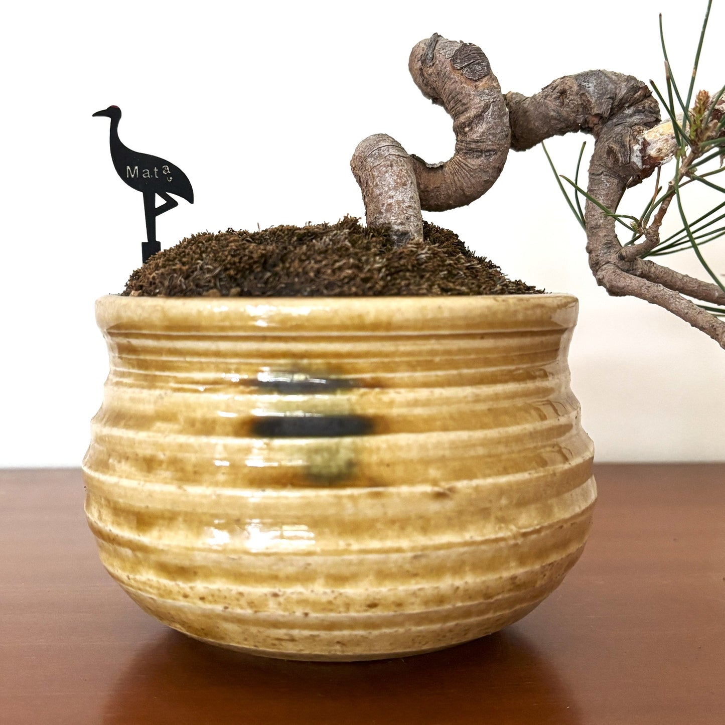 Re-盆栽 b4y/赤松/懸崖/観葉植物/BONSAI/Pine