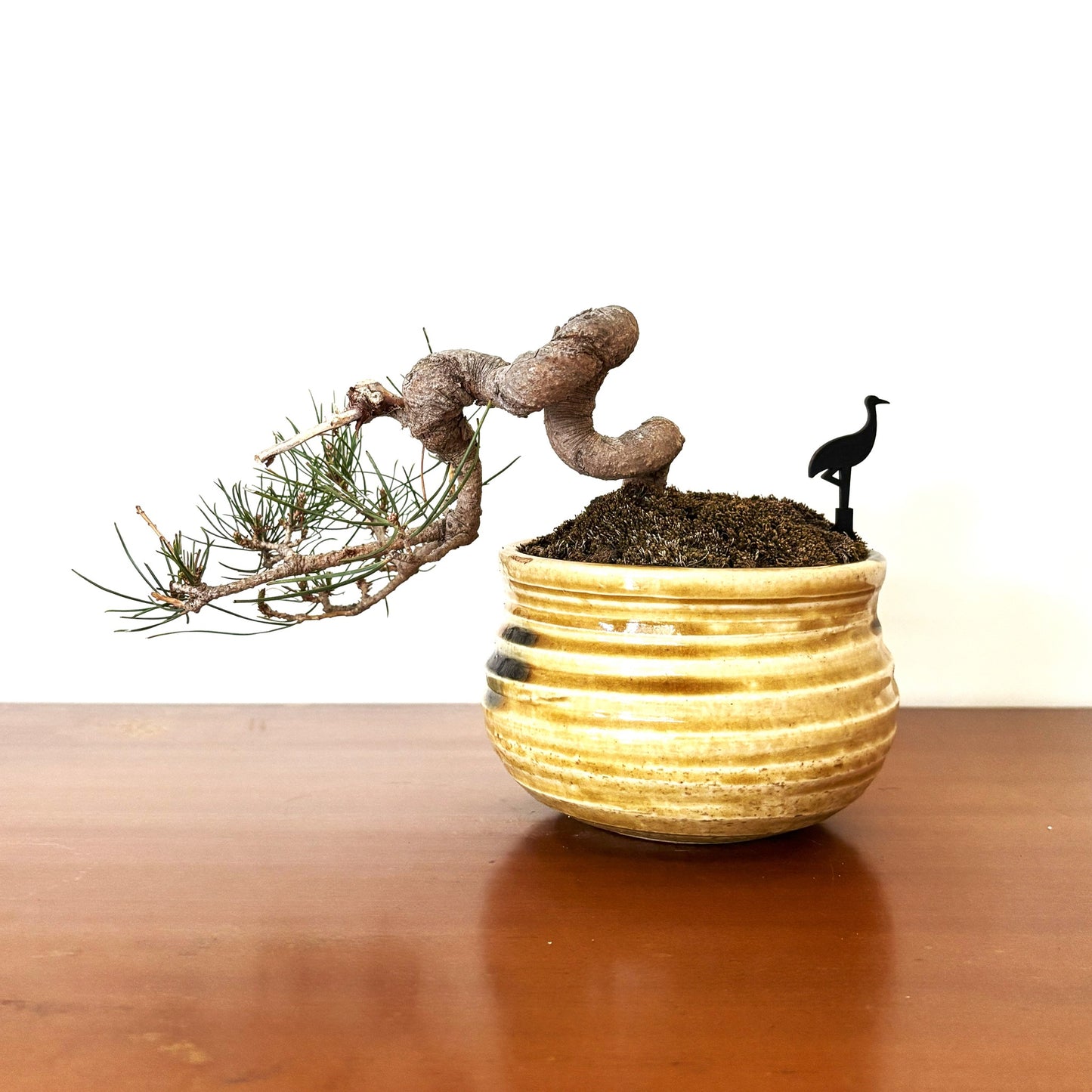 Re-盆栽 b4y/赤松/懸崖/観葉植物/BONSAI/Pine
