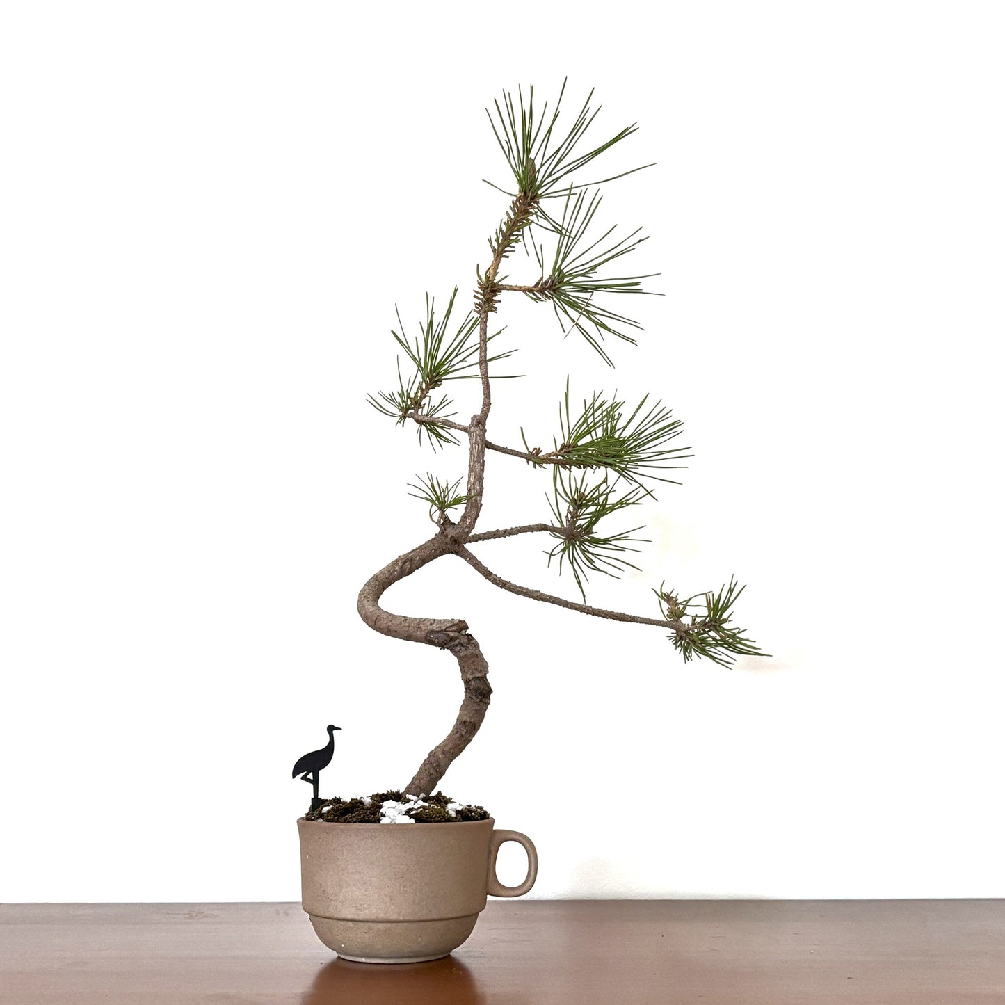 Re-盆栽 b15y/赤松/半懸崖/観葉植物/BONSAI/Pine