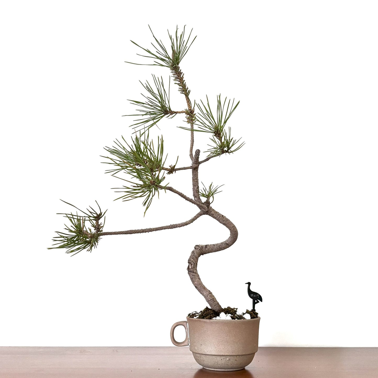 Re-盆栽 b15y/赤松/半懸崖/観葉植物/BONSAI/Pine