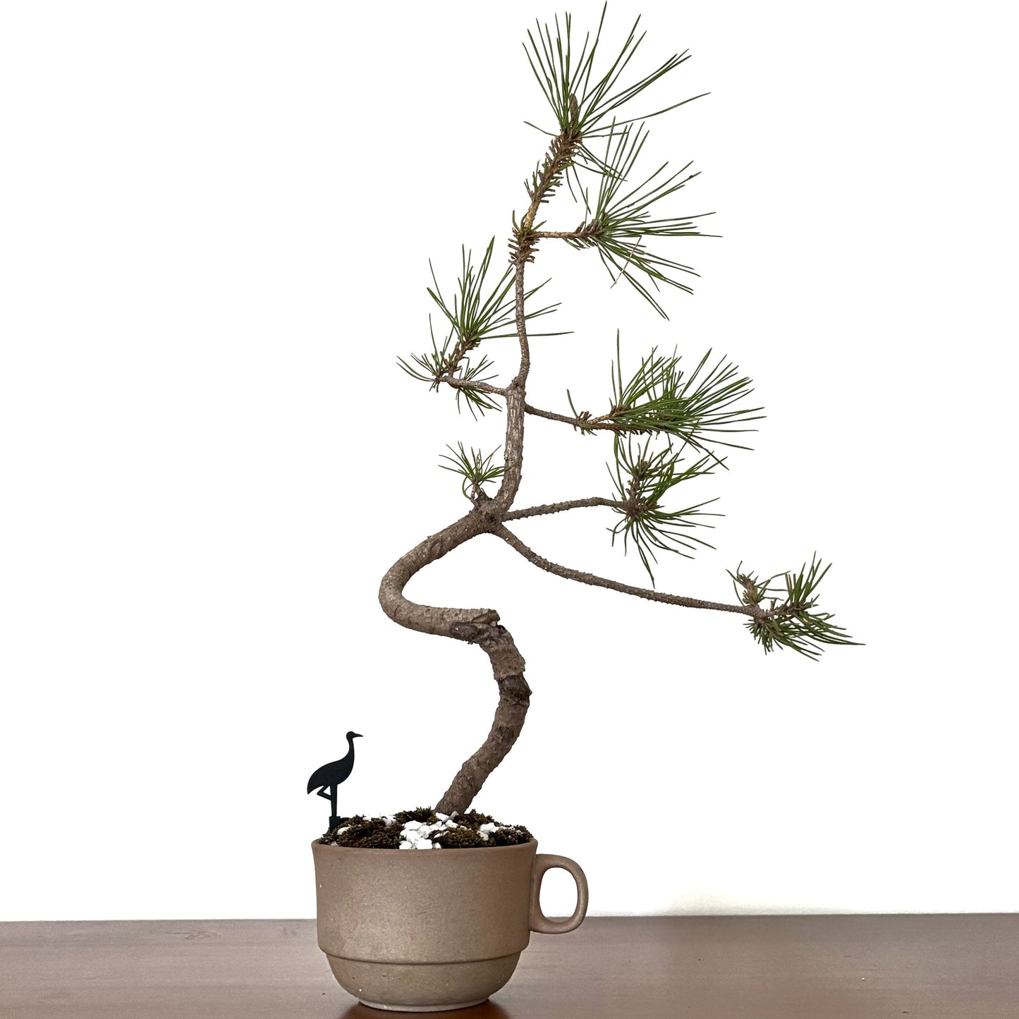 Re-盆栽 b15y/赤松/半懸崖/観葉植物/BONSAI/Pine