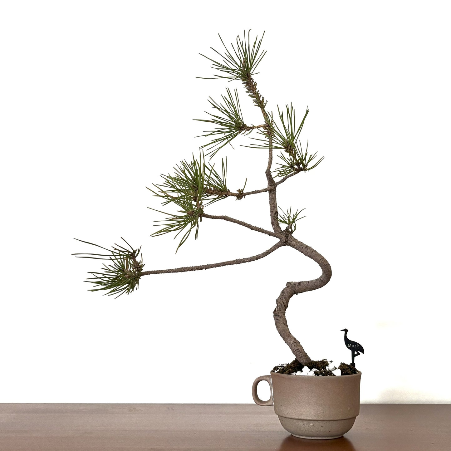 Re-盆栽 b15y/赤松/半懸崖/観葉植物/BONSAI/Pine