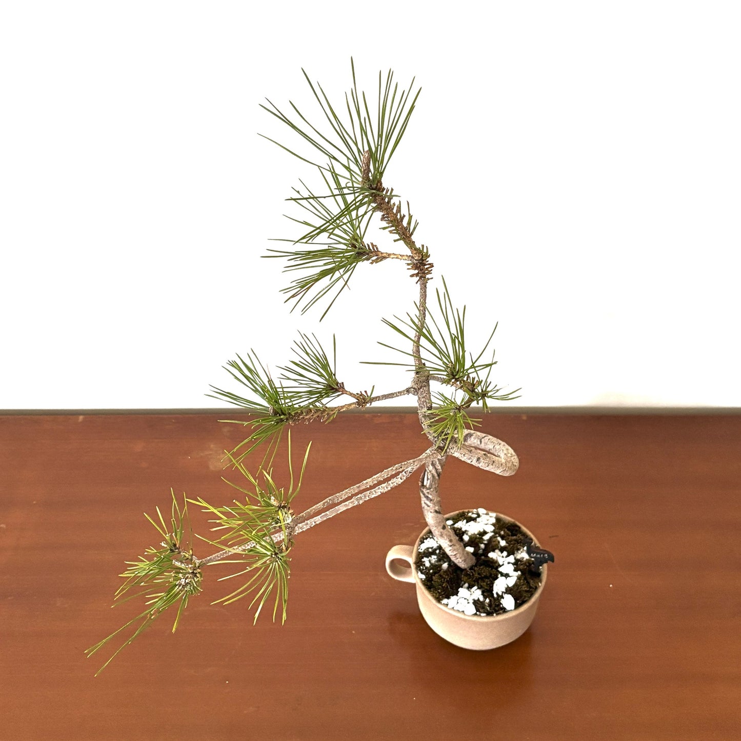 Re-盆栽 b15y/赤松/半懸崖/観葉植物/BONSAI/Pine