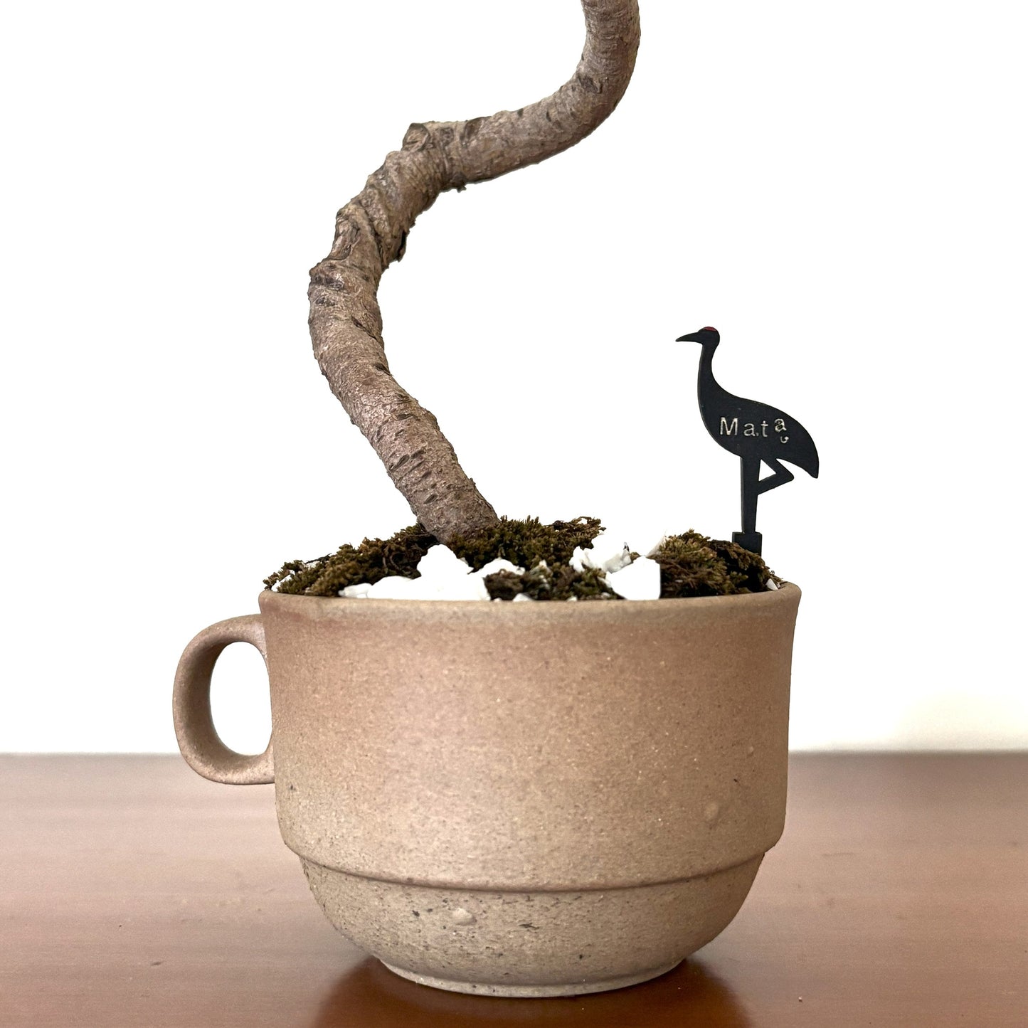 Re-盆栽 b15y/赤松/半懸崖/観葉植物/BONSAI/Pine