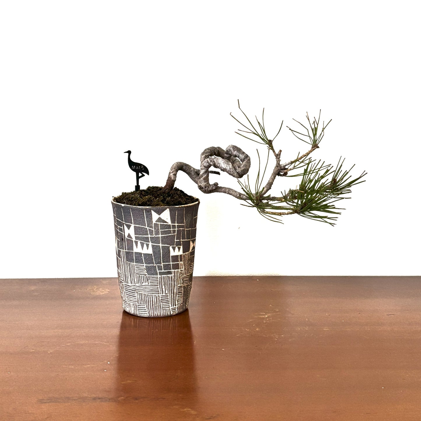 4.Re-盆栽 b3y/赤松/半懸崖/観葉植物/BONSAI