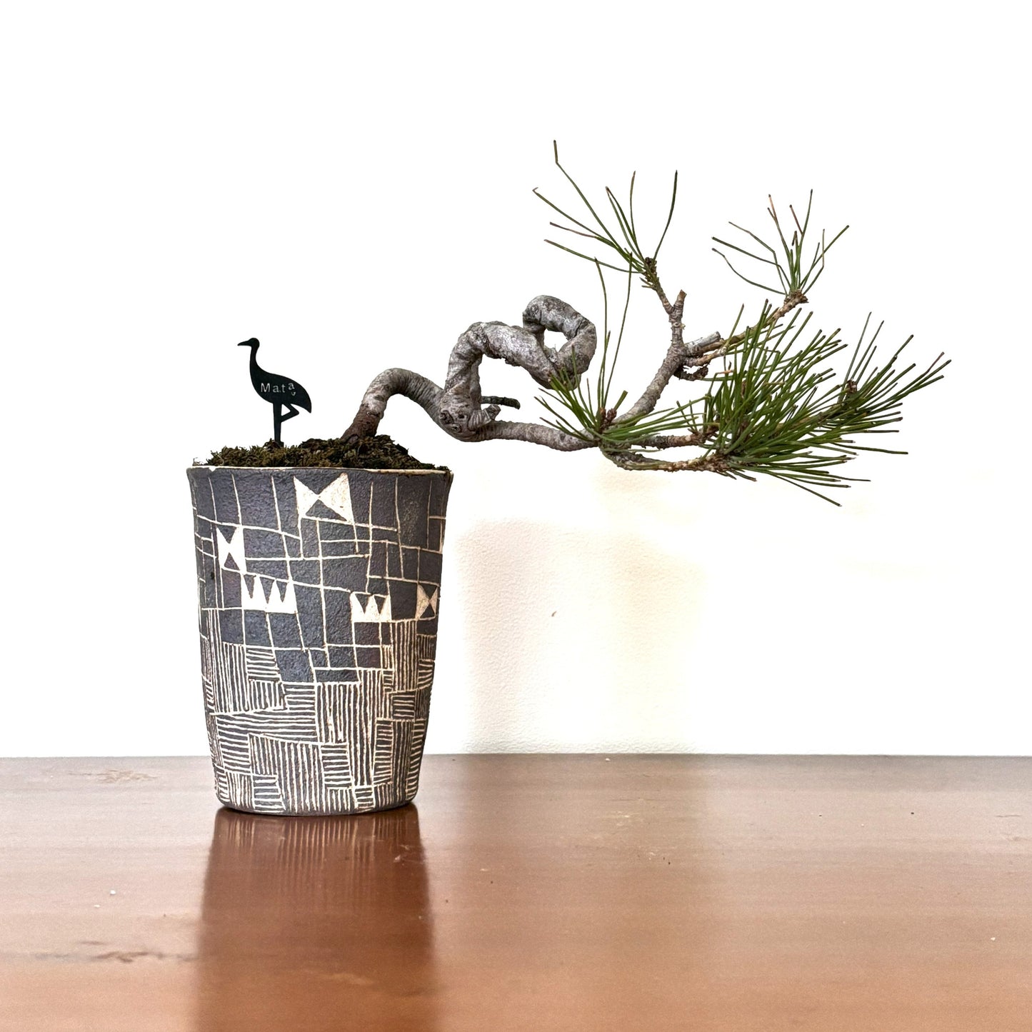 4.Re-盆栽 b3y/赤松/半懸崖/観葉植物/BONSAI