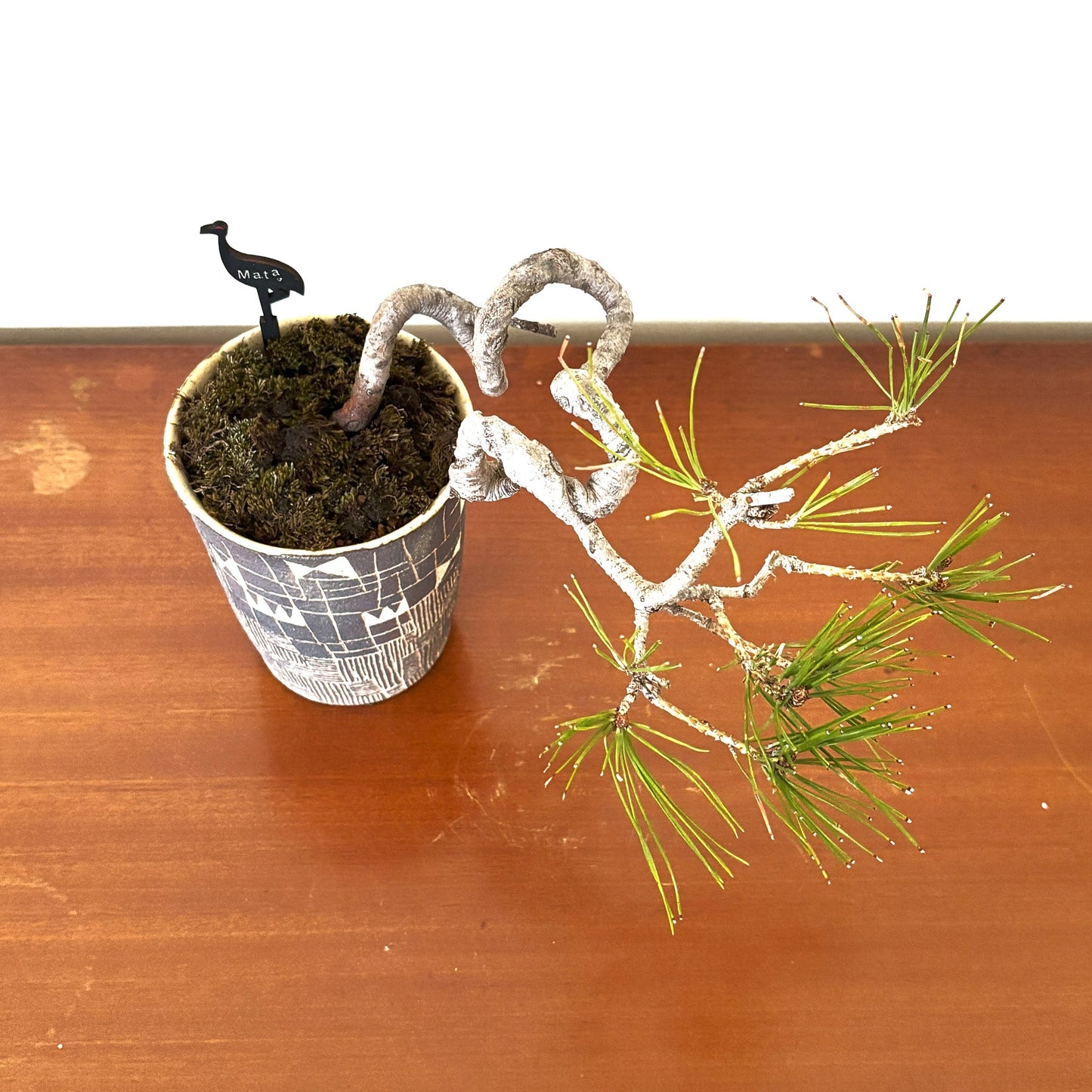 4.Re-盆栽 b3y/赤松/半懸崖/観葉植物/BONSAI