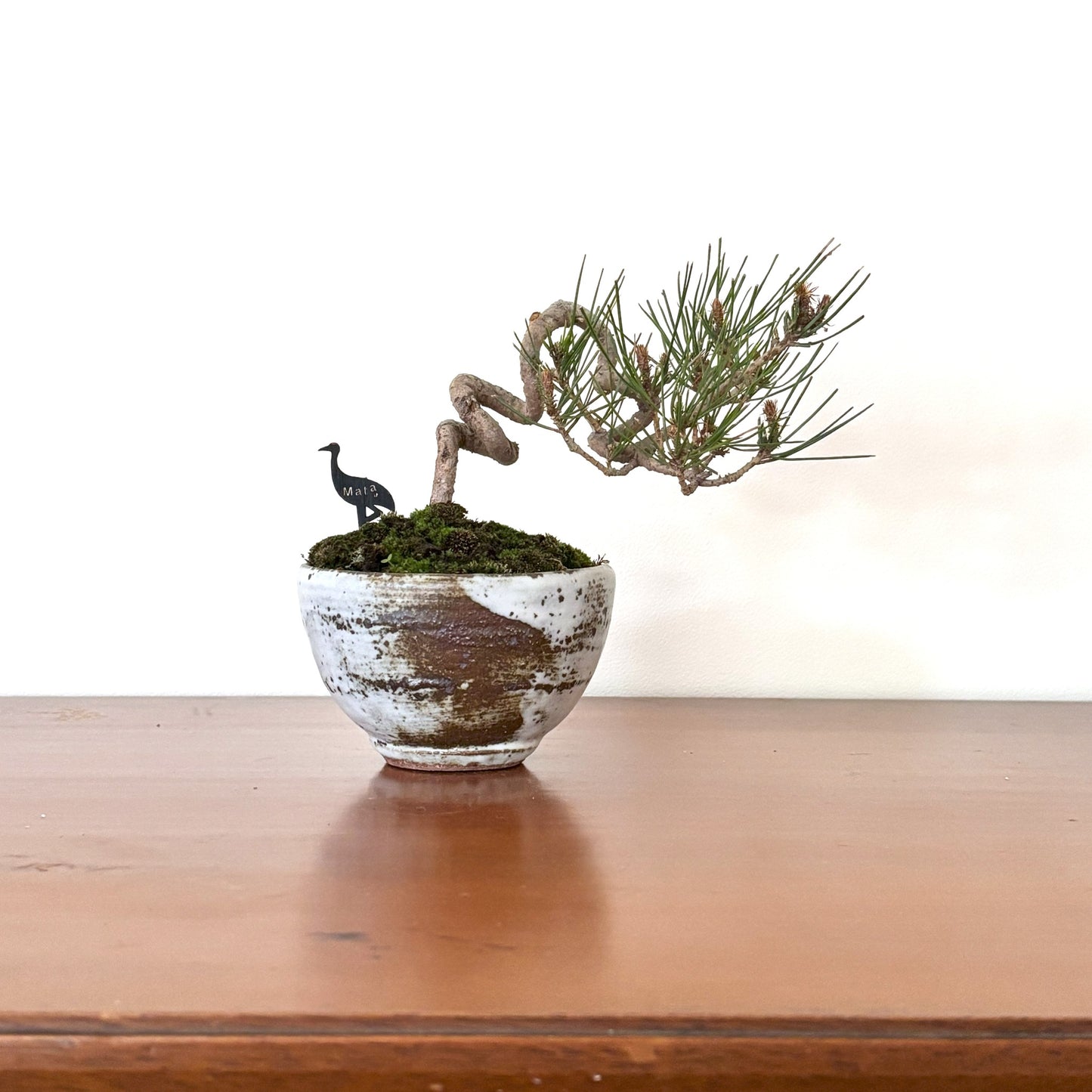 Re-盆栽 b13y/赤松/半懸崖/観葉植物/BONSAI/Pine