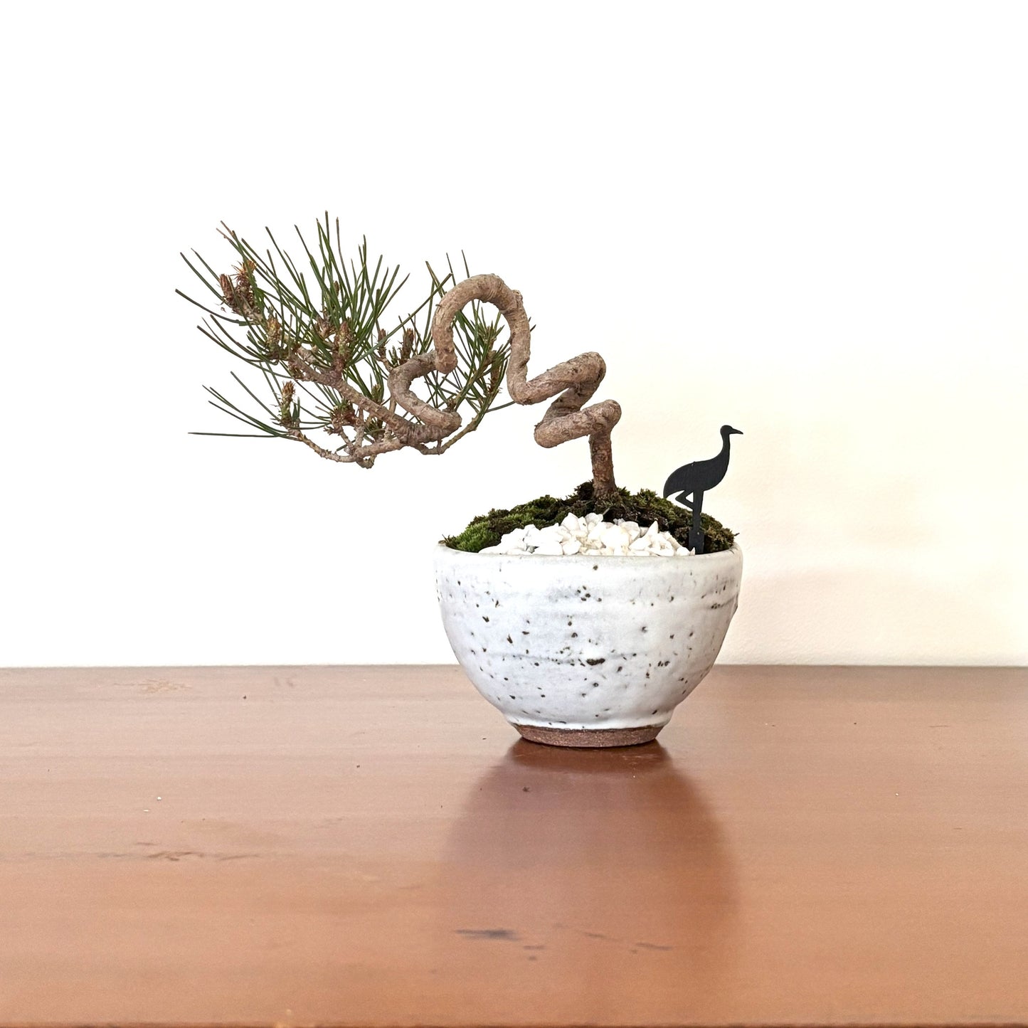 Re-盆栽 b13y/赤松/半懸崖/観葉植物/BONSAI/Pine