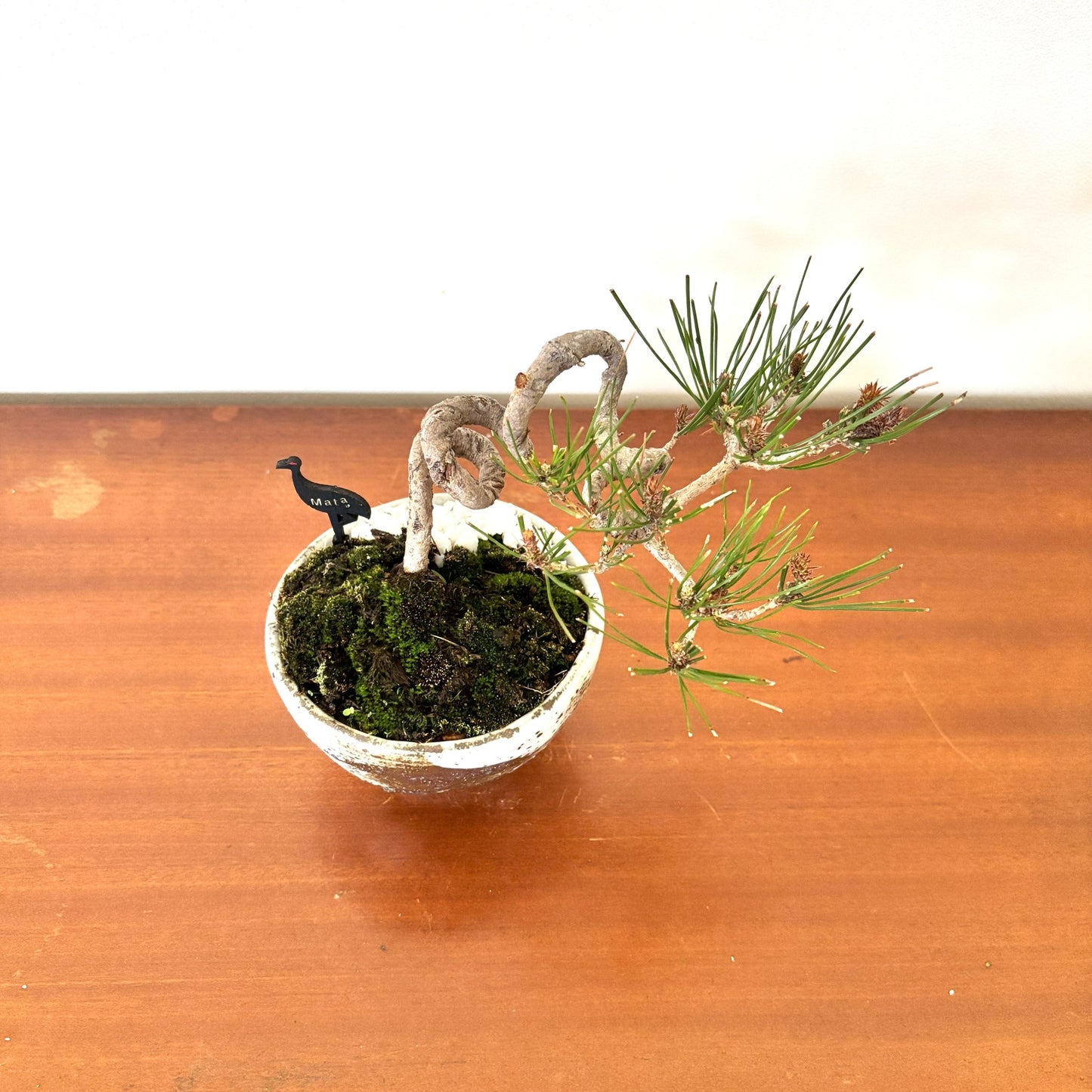Re-盆栽 b13y/赤松/半懸崖/観葉植物/BONSAI/Pine