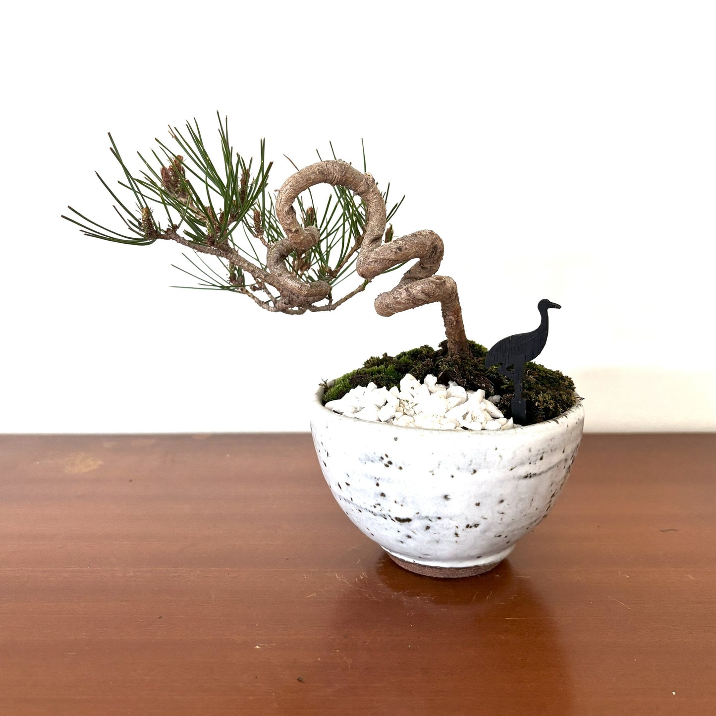 Re-盆栽 b13y/赤松/半懸崖/観葉植物/BONSAI/Pine