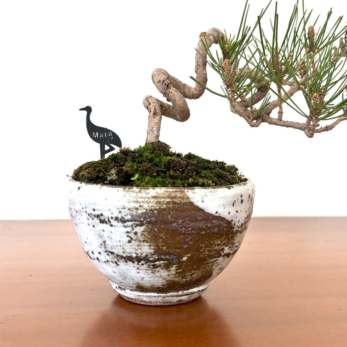 Re-盆栽 b13y/赤松/半懸崖/観葉植物/BONSAI/Pine