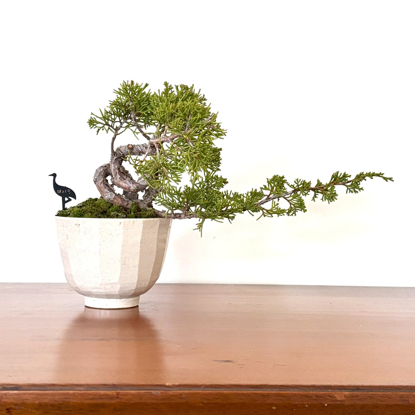 Re-盆栽 b11y/真柏/観葉植物/BONSAI