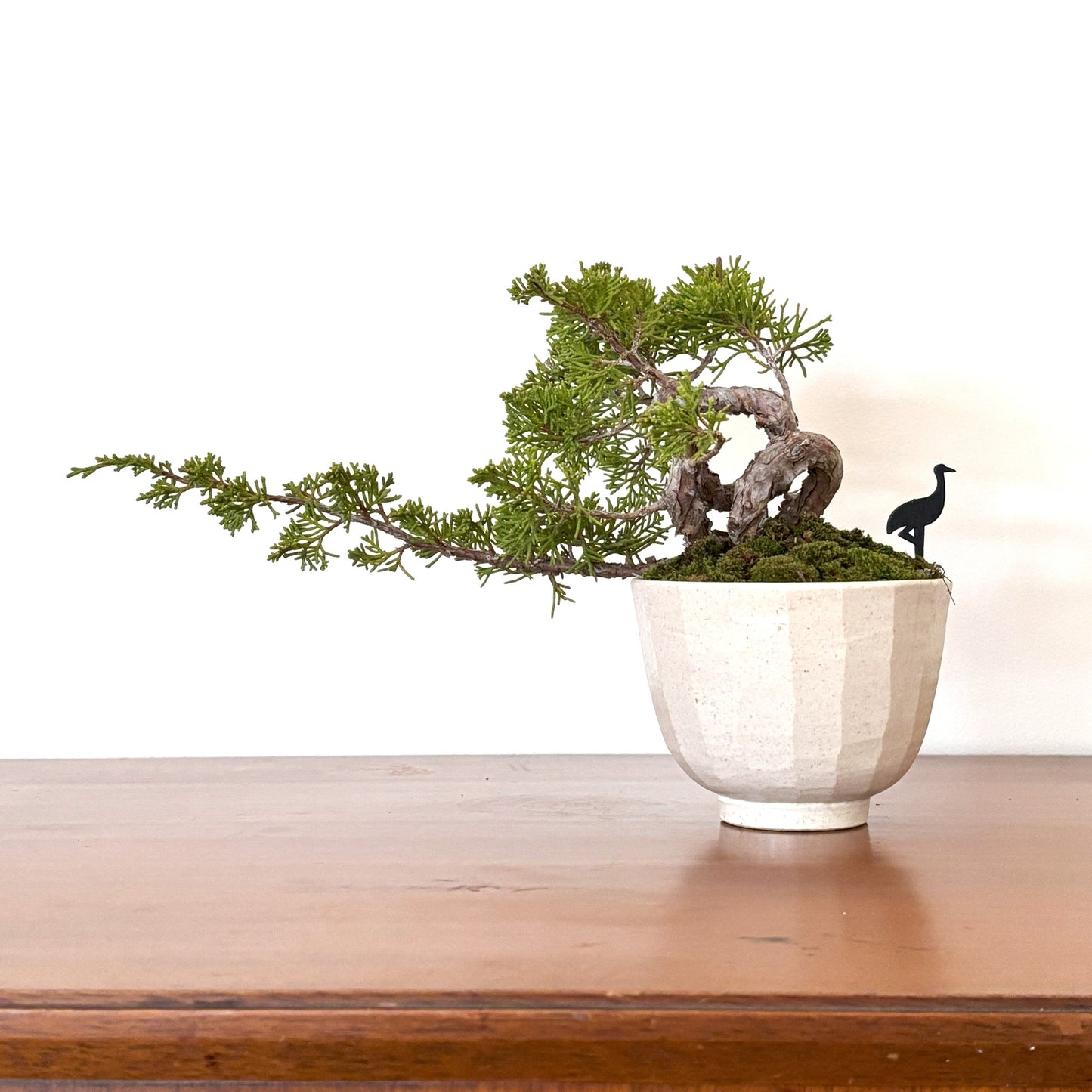 Re-盆栽 b11y/真柏/観葉植物/BONSAI