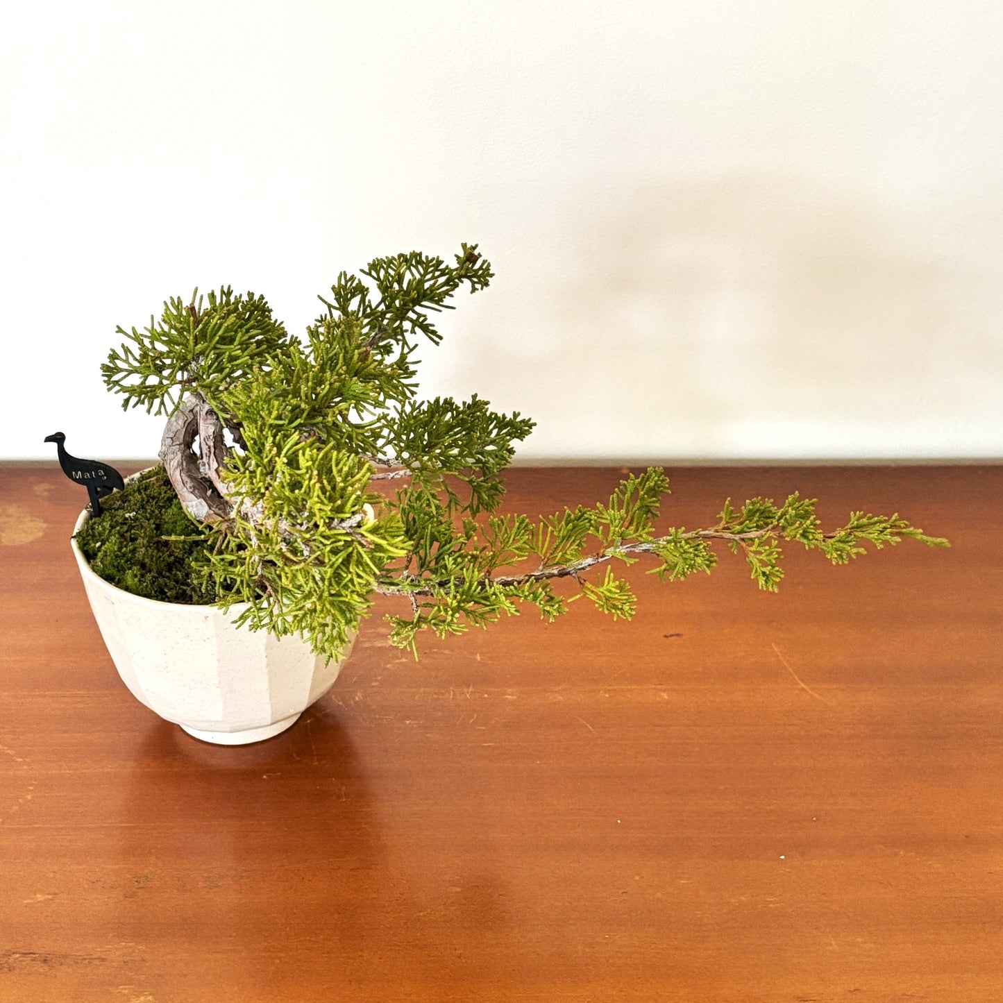 Re-盆栽 b11y/真柏/観葉植物/BONSAI
