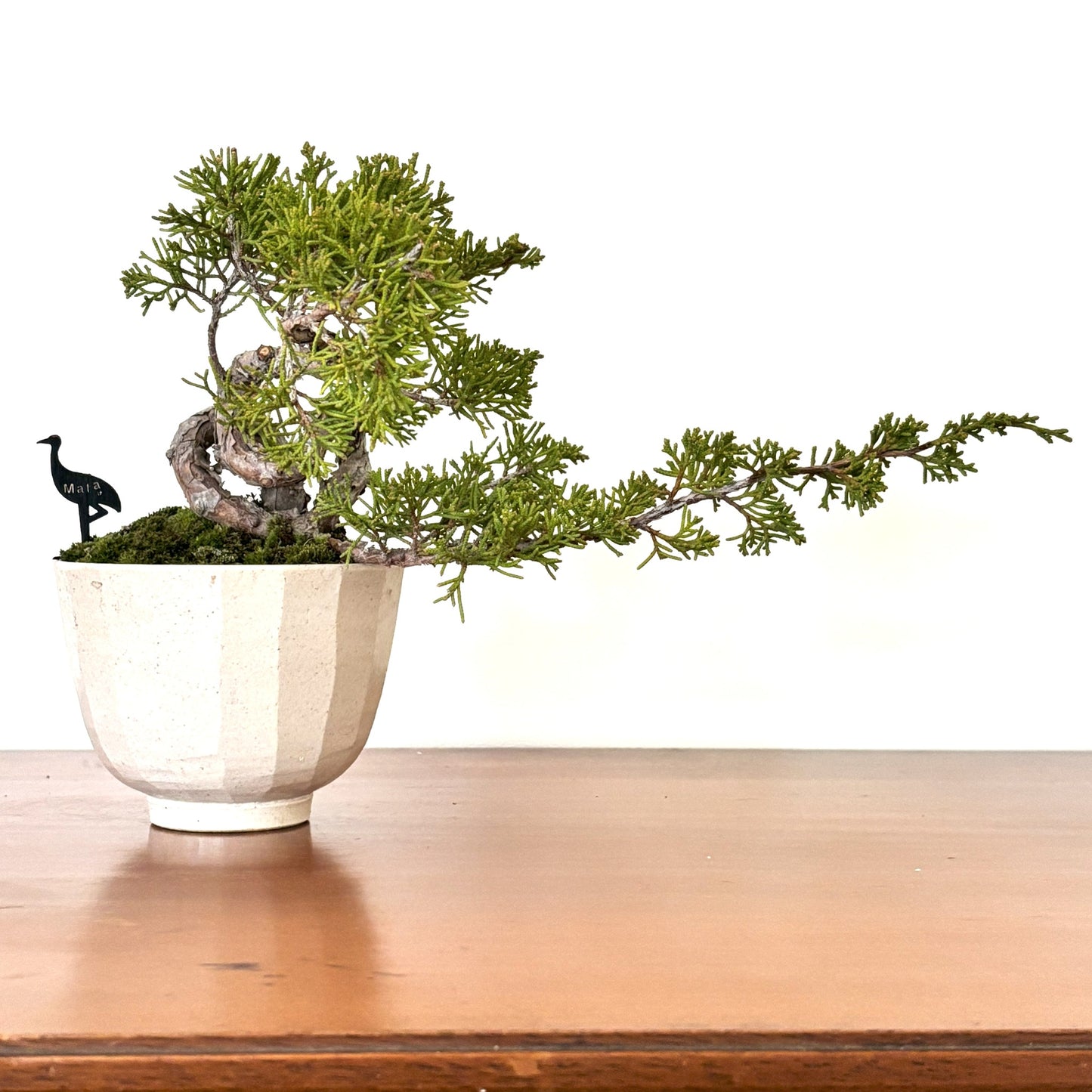 Re-盆栽 b11y/真柏/観葉植物/BONSAI
