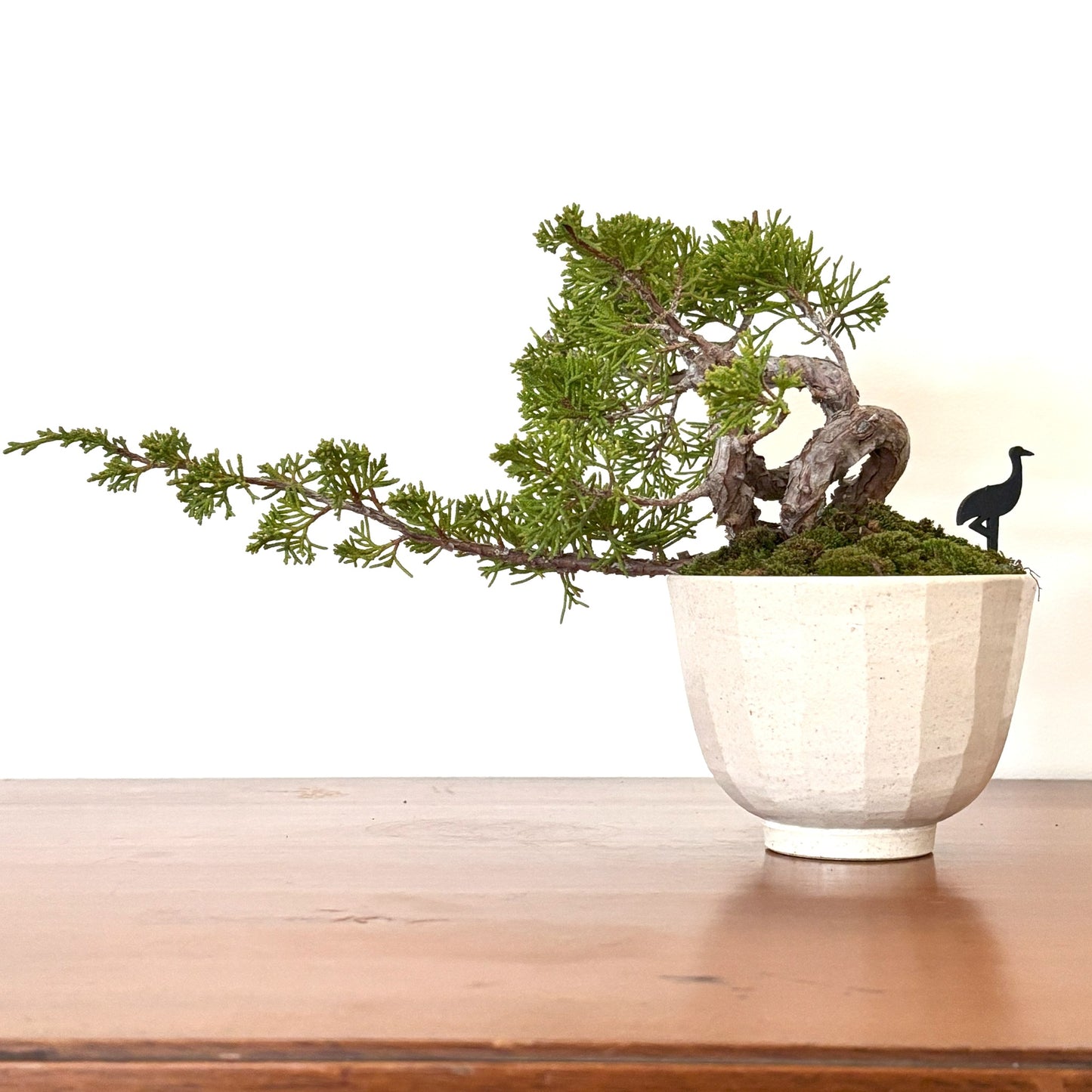 Re-盆栽 b11y/真柏/観葉植物/BONSAI