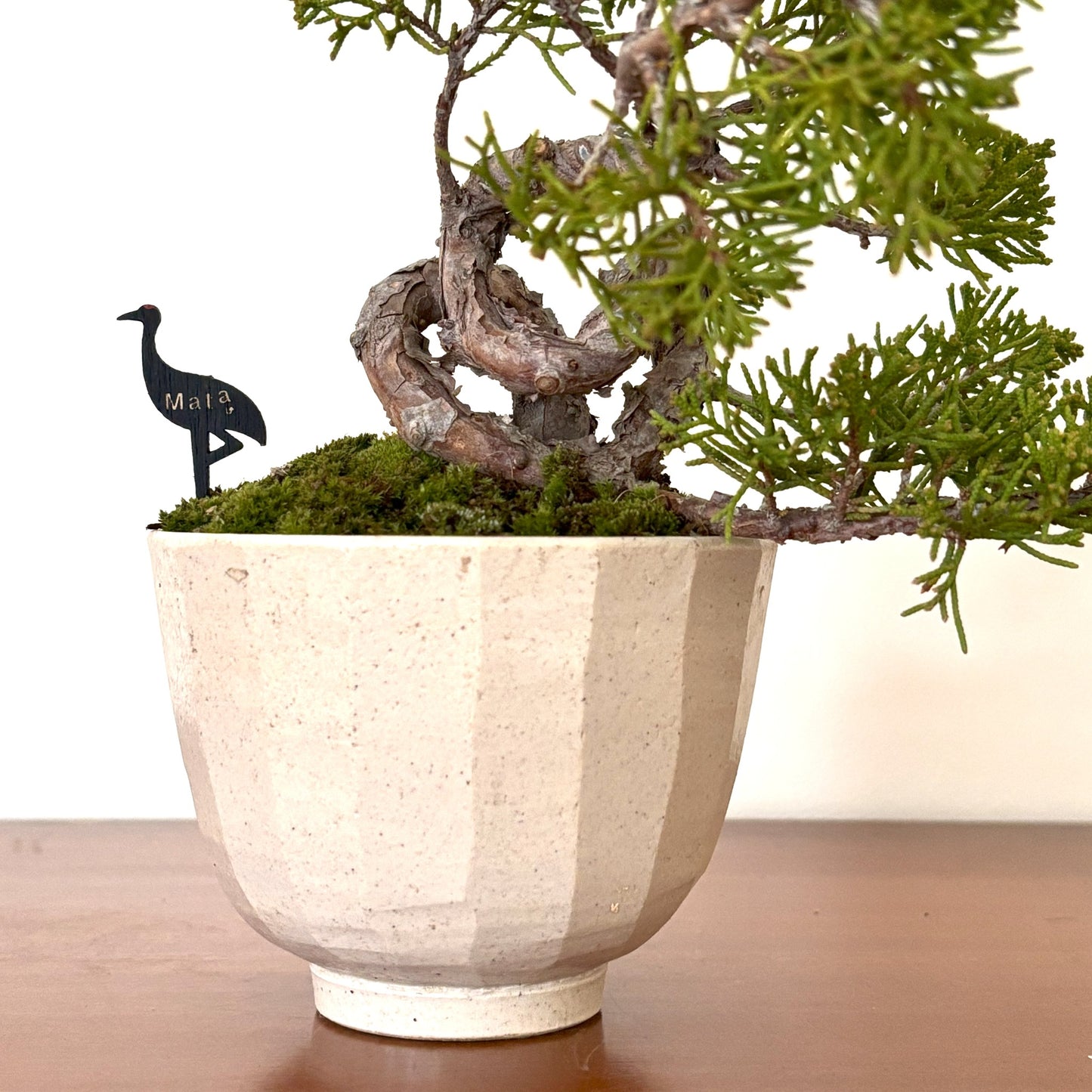 Re-盆栽 b11y/真柏/観葉植物/BONSAI