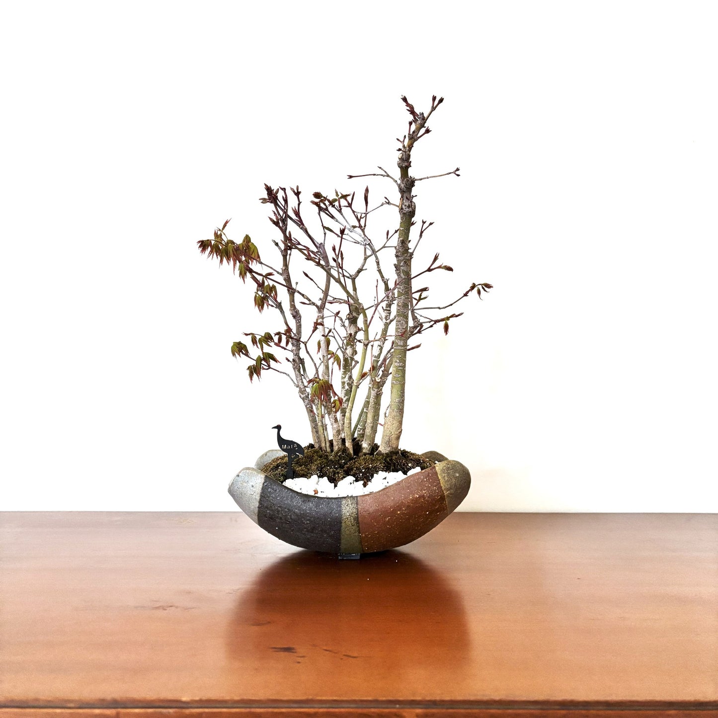 5.Re-盆栽 b1y/山紅葉/観葉植物/BONSAI/maple